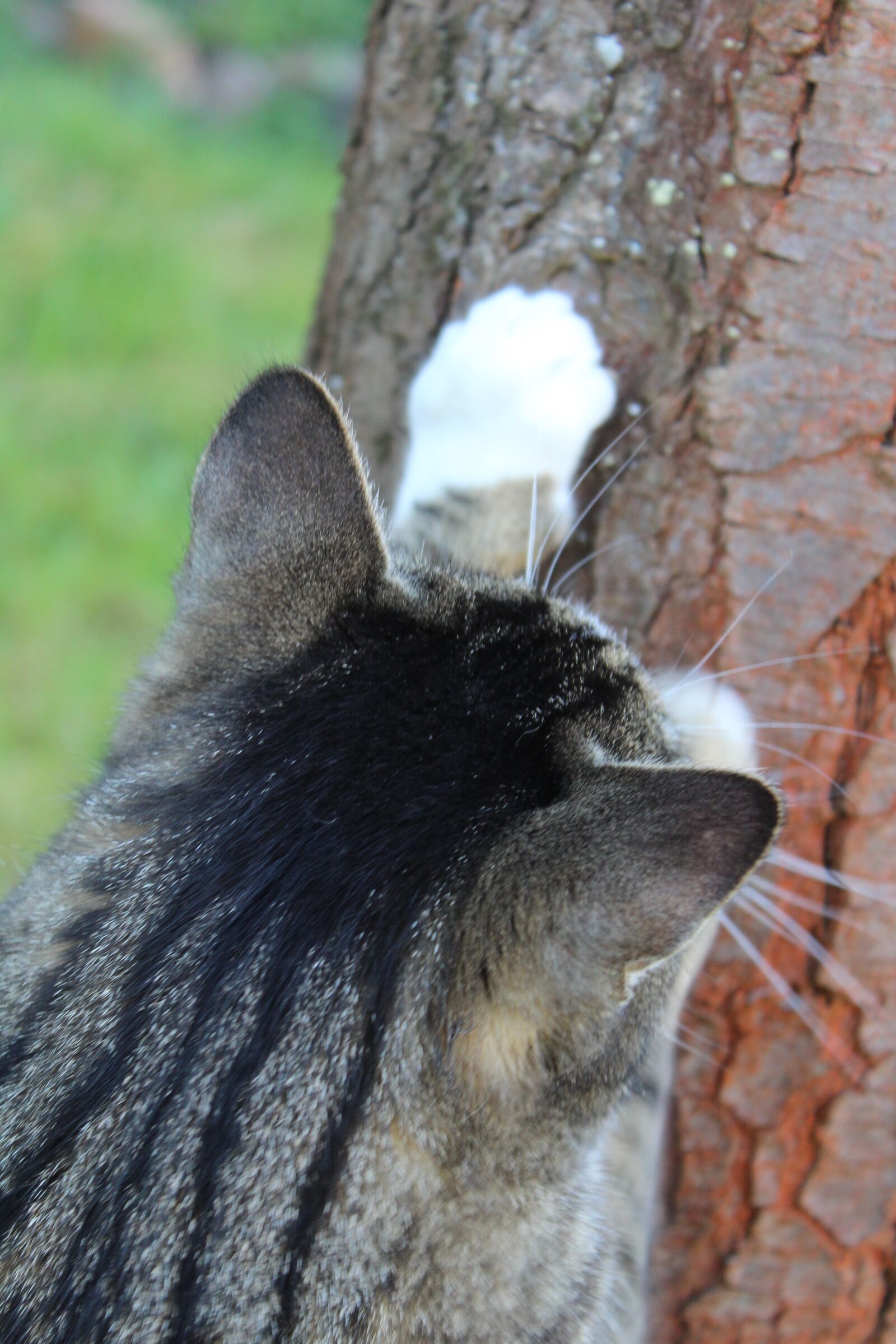 Canon EOS 1300D (EOS Rebel T6 / EOS Kiss X80) sample photo. Cat, grey, domestic cat photography