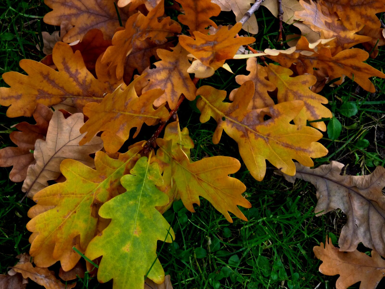 Panasonic DMC-TZ7 sample photo. Autumn, autumn leaf, leaf photography