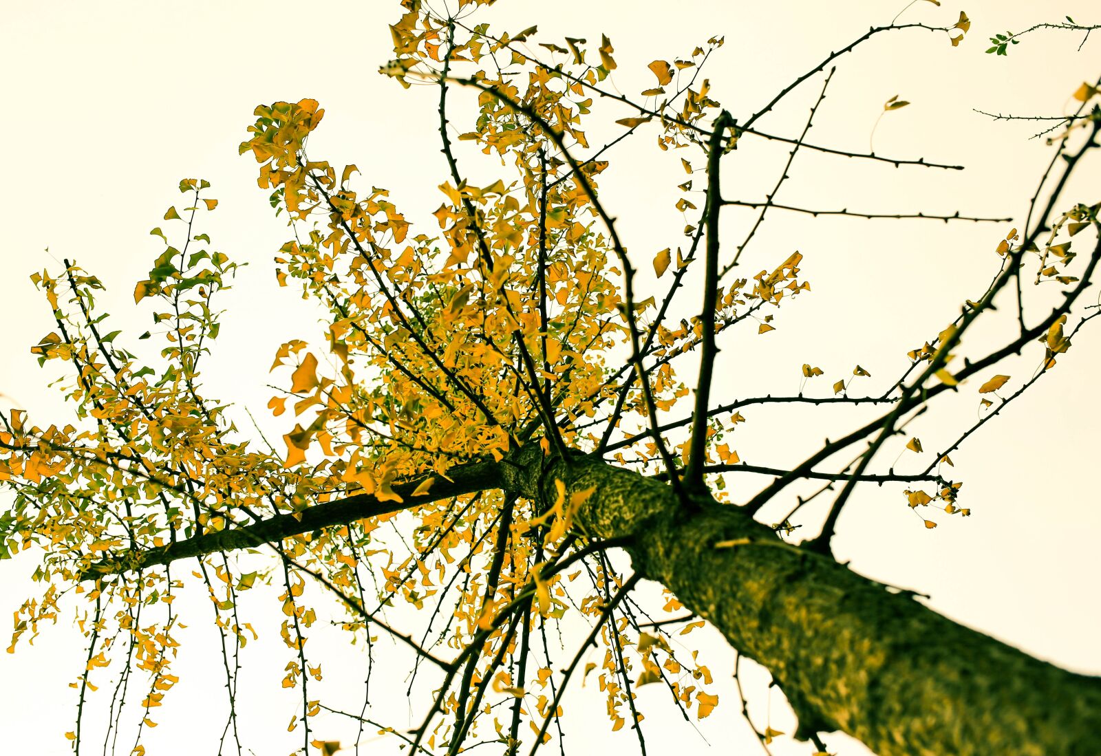 Canon EOS 6D + Canon EF 35mm F2 IS USM sample photo. Autumn, tree, yellow photography