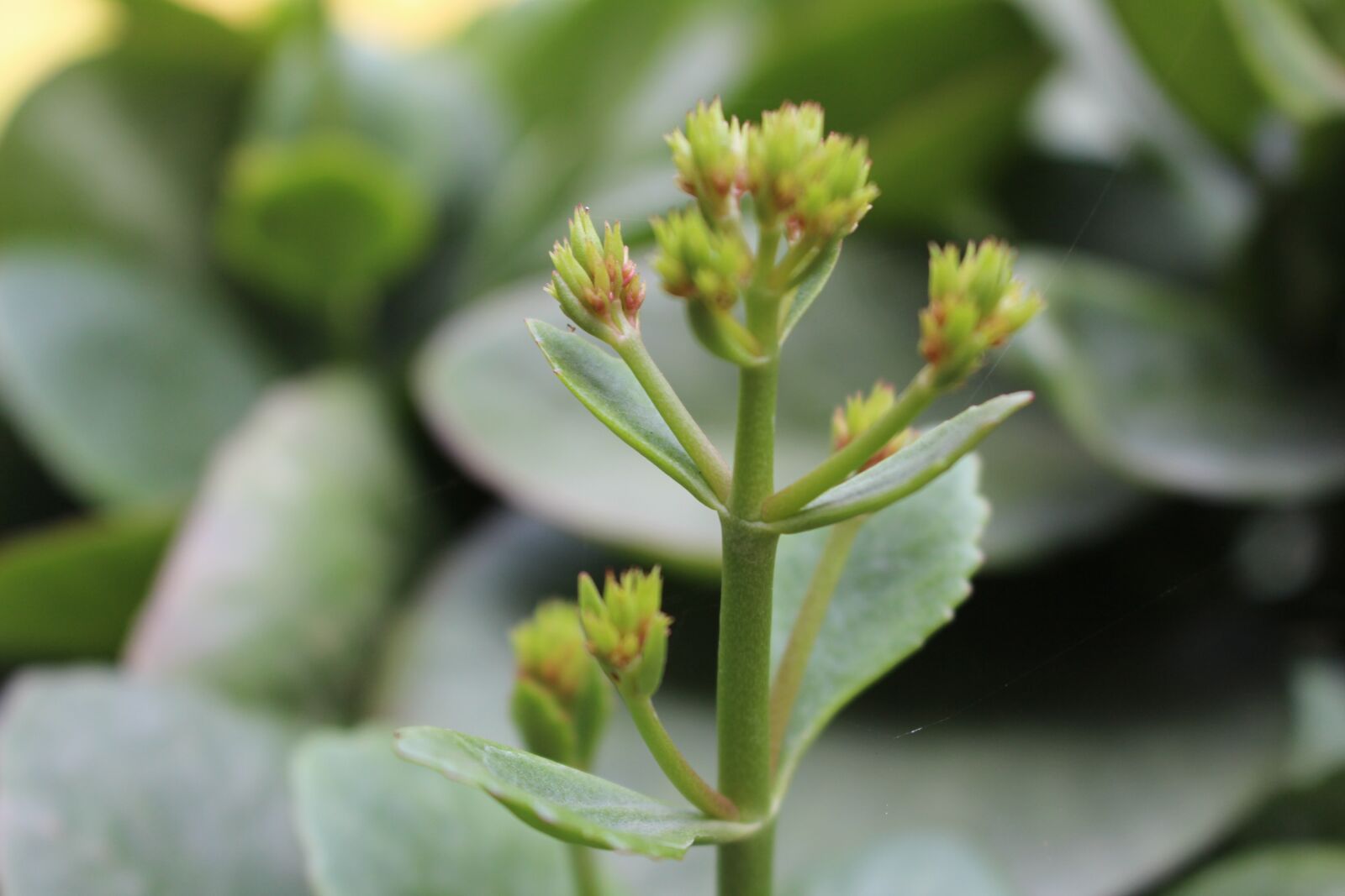 Canon EOS 700D (EOS Rebel T5i / EOS Kiss X7i) sample photo. Flower, life photography