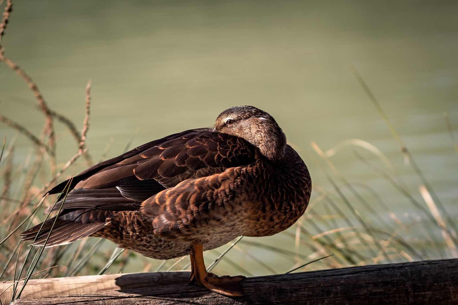 Canon EOS 1300D (EOS Rebel T6 / EOS Kiss X80) + Canon EF 85mm F1.8 USM sample photo. Duck, oca, chicks photography