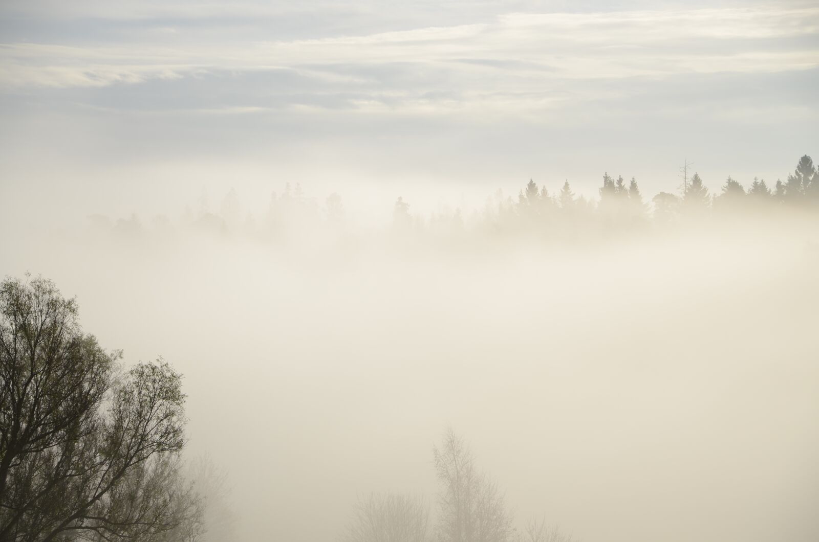 Nikon D7000 sample photo. Tree, fog, mist photography