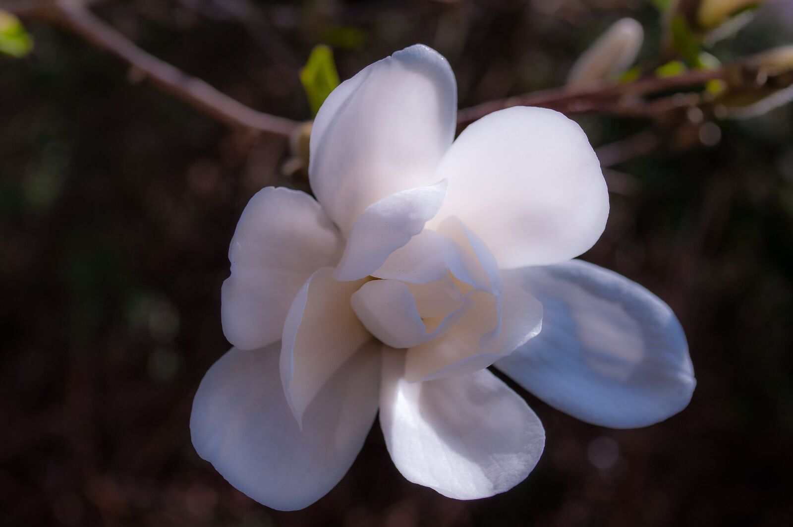 Nikon D90 sample photo. Magnolia, blossom, bloom photography