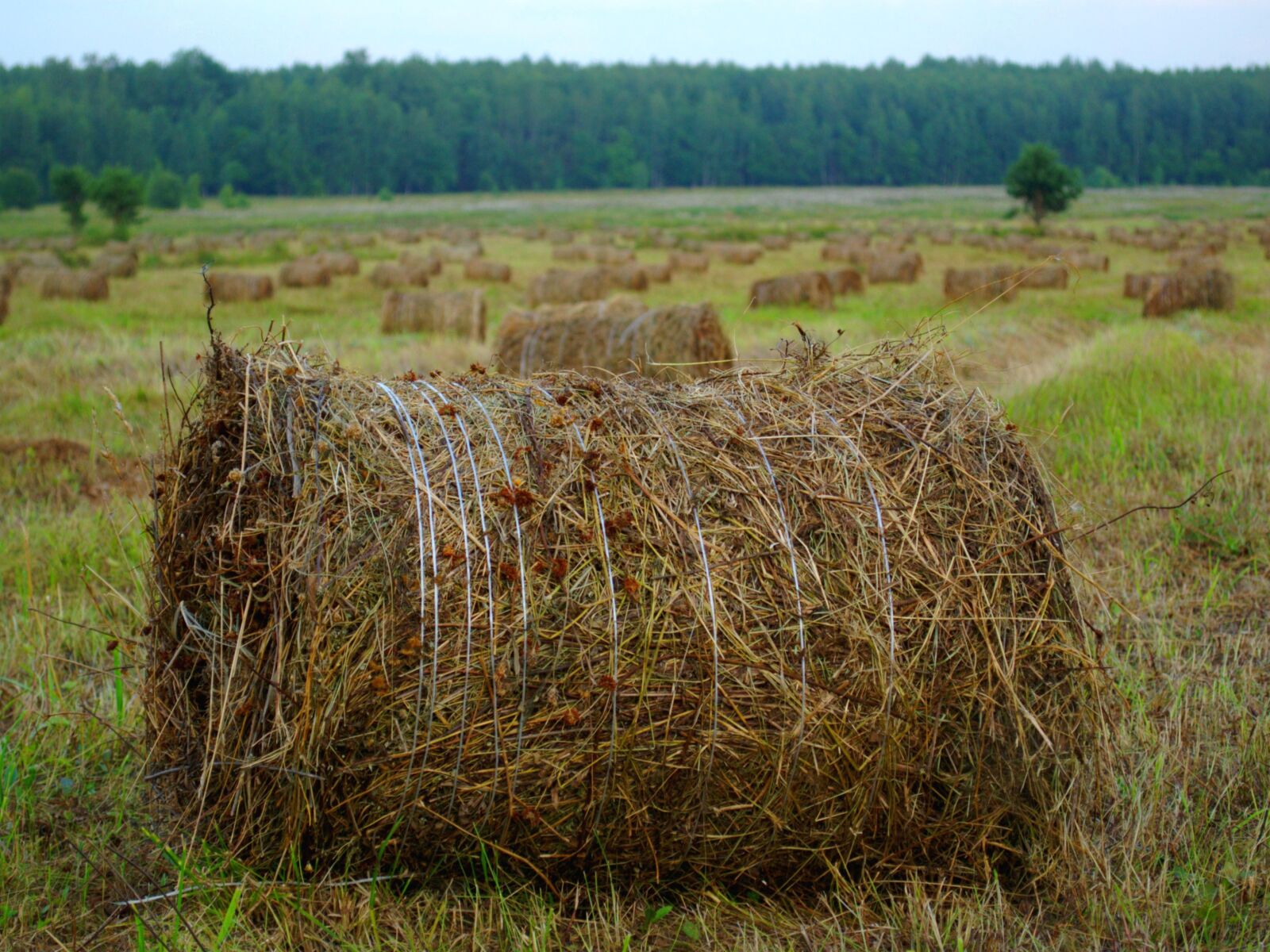 Nikon D3100 sample photo. Rick, hay, straw photography