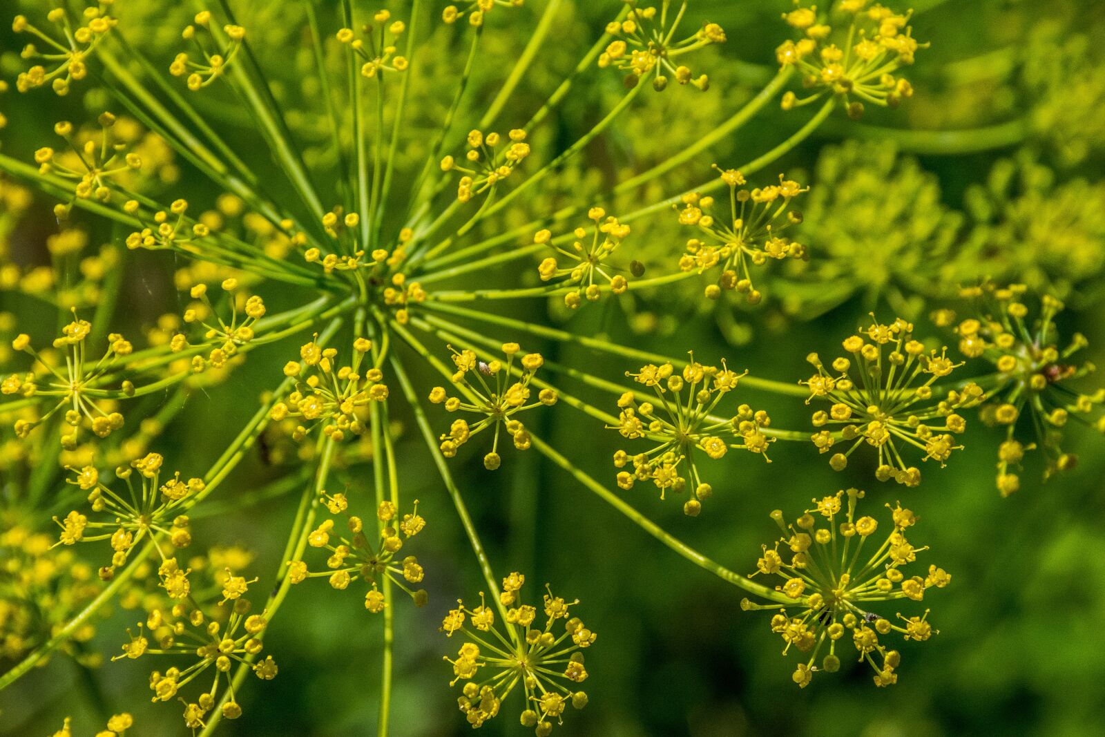 Nikon D7100 sample photo. Fennel, plant, garden photography