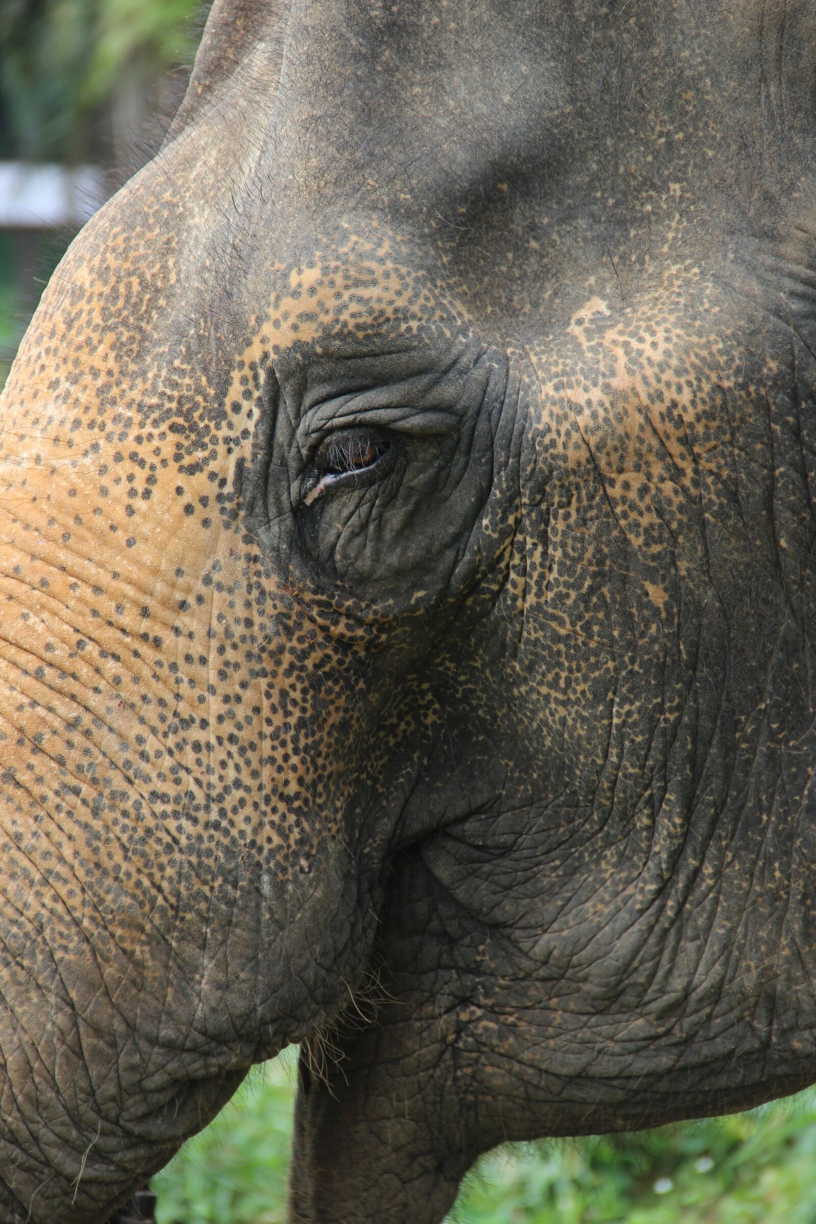 Canon EOS 600D (Rebel EOS T3i / EOS Kiss X5) + Canon EF-S 18-135mm F3.5-5.6 IS sample photo. Elephant, eye, animal photography