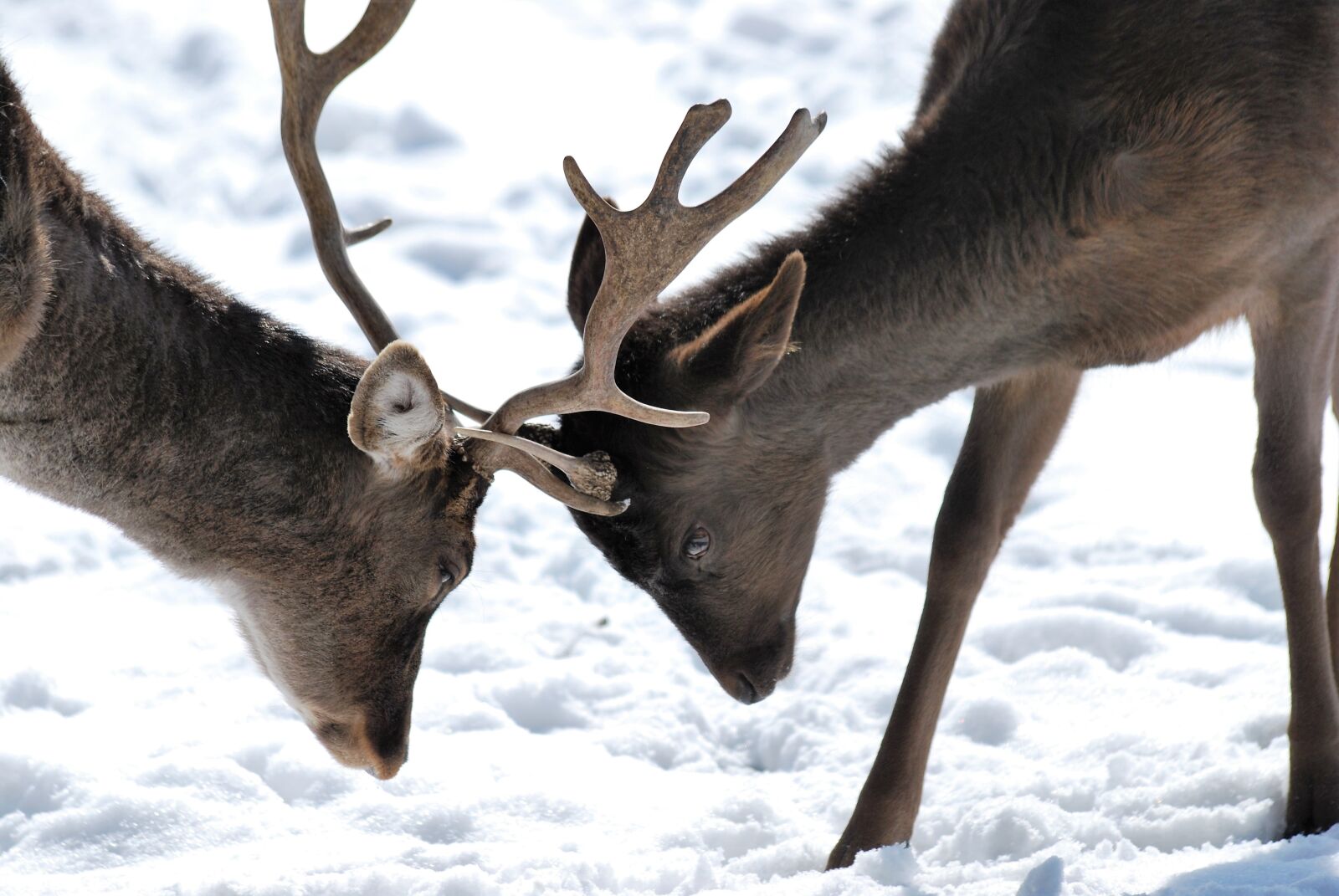 Nikon D60 sample photo. Roe deer, hirsch, forest photography