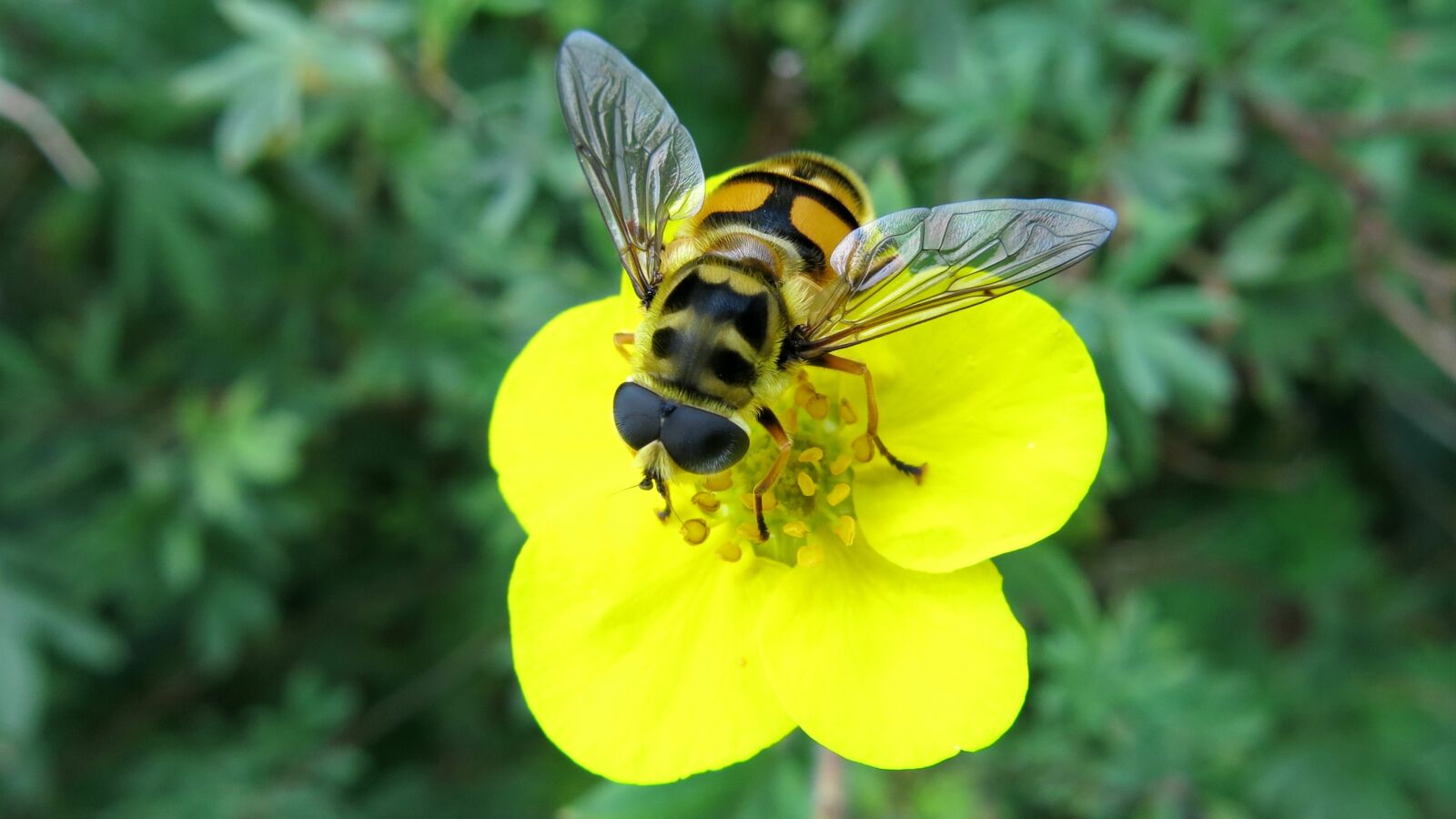 Canon PowerShot G15 sample photo. Common cones-hover fly, dead photography