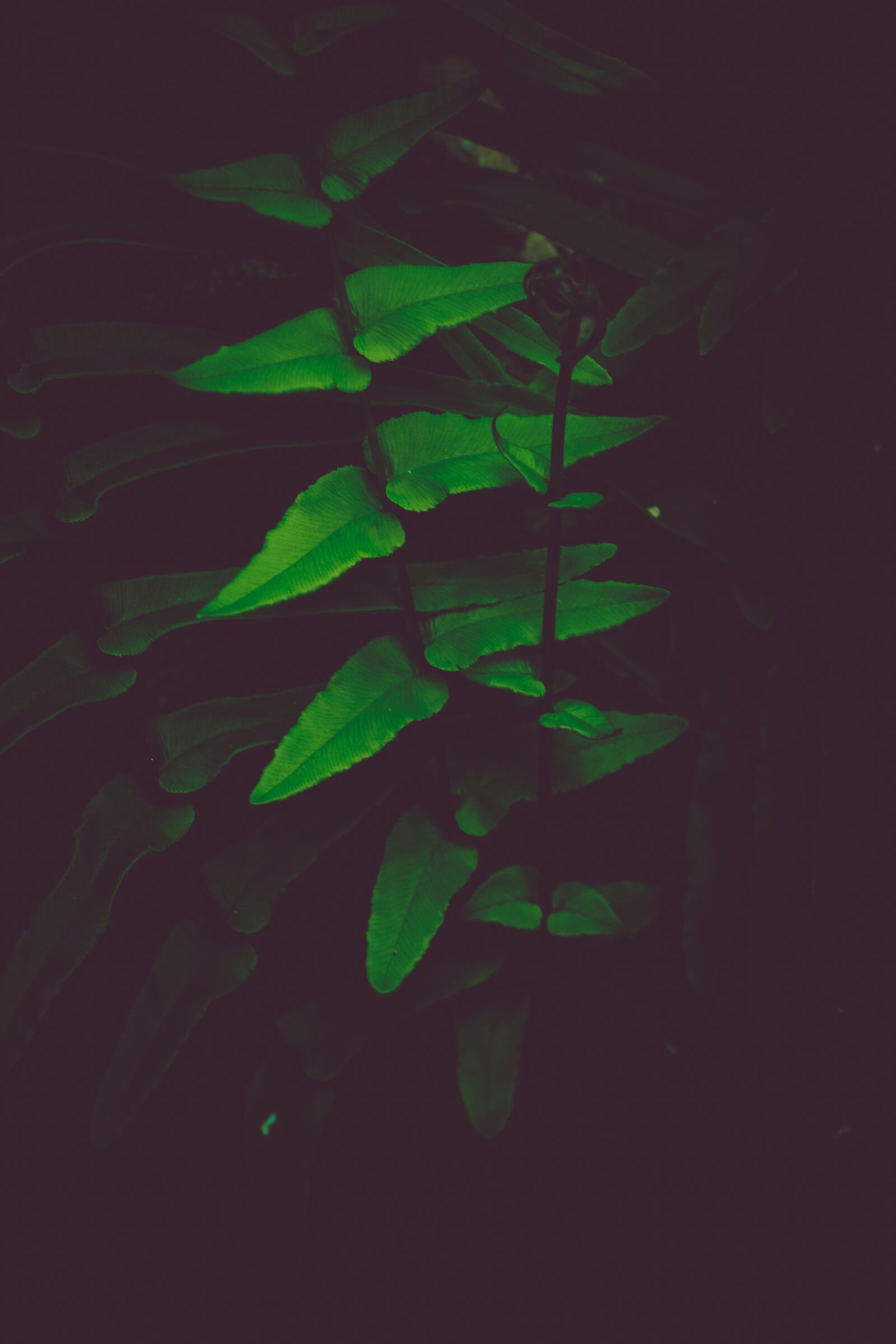Canon EOS 700D (EOS Rebel T5i / EOS Kiss X7i) sample photo. Plant, green, nature photography