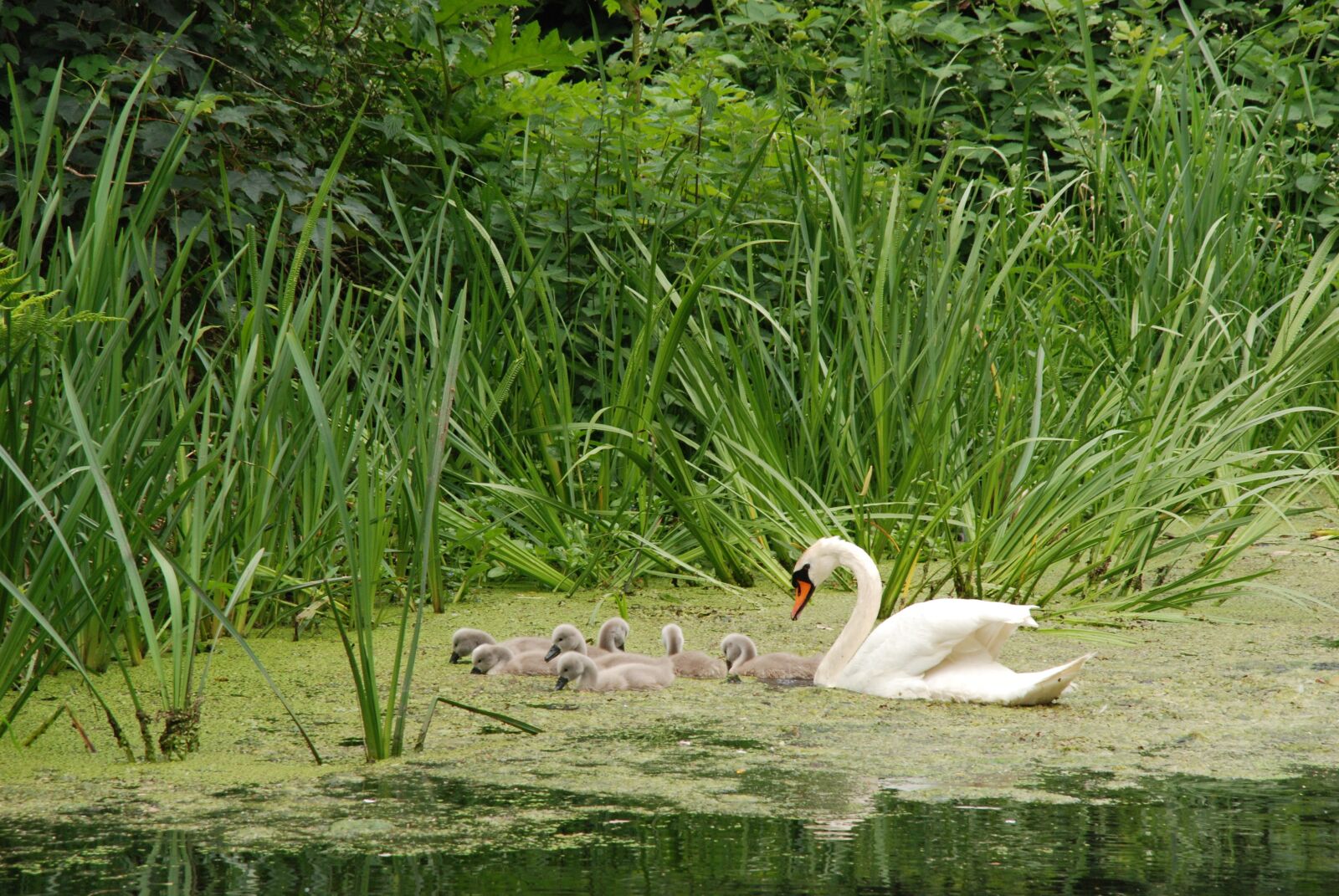 Nikon D80 sample photo. Swan, bird, chicks photography