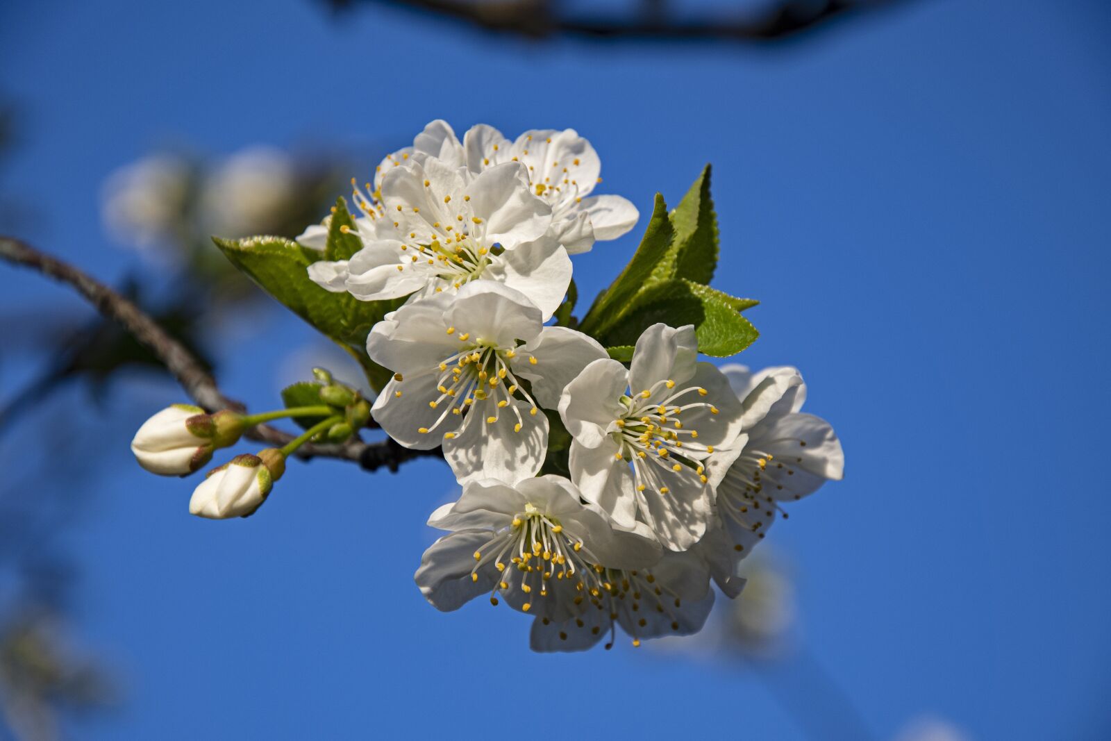 Nikon D7500 sample photo. Cherry, blossom, bloom photography