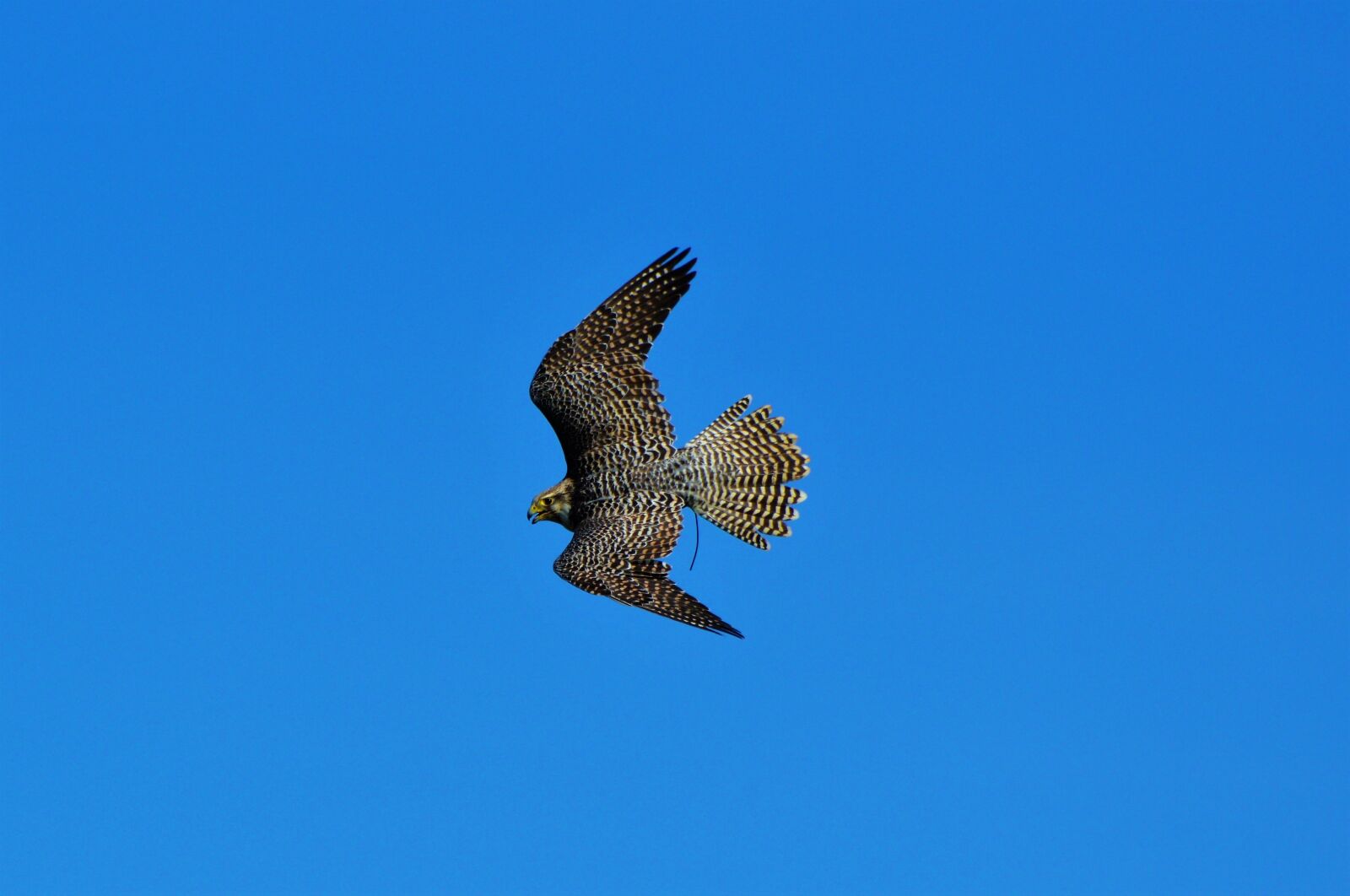Nikon D3200 sample photo. Falcon, raptor, bird of photography
