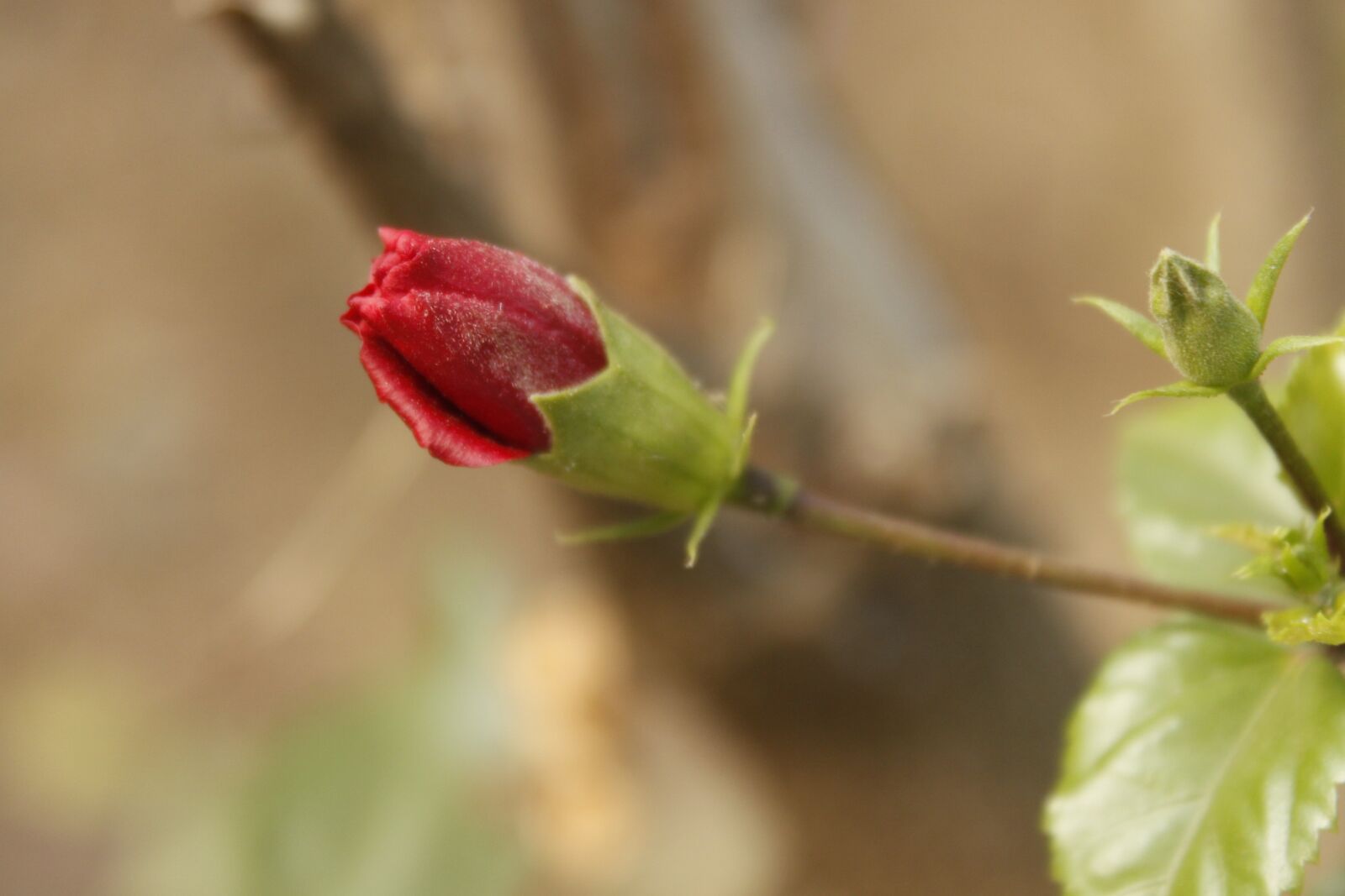 Canon EOS 500D (EOS Rebel T1i / EOS Kiss X3) sample photo. Flowers, nature, field photography