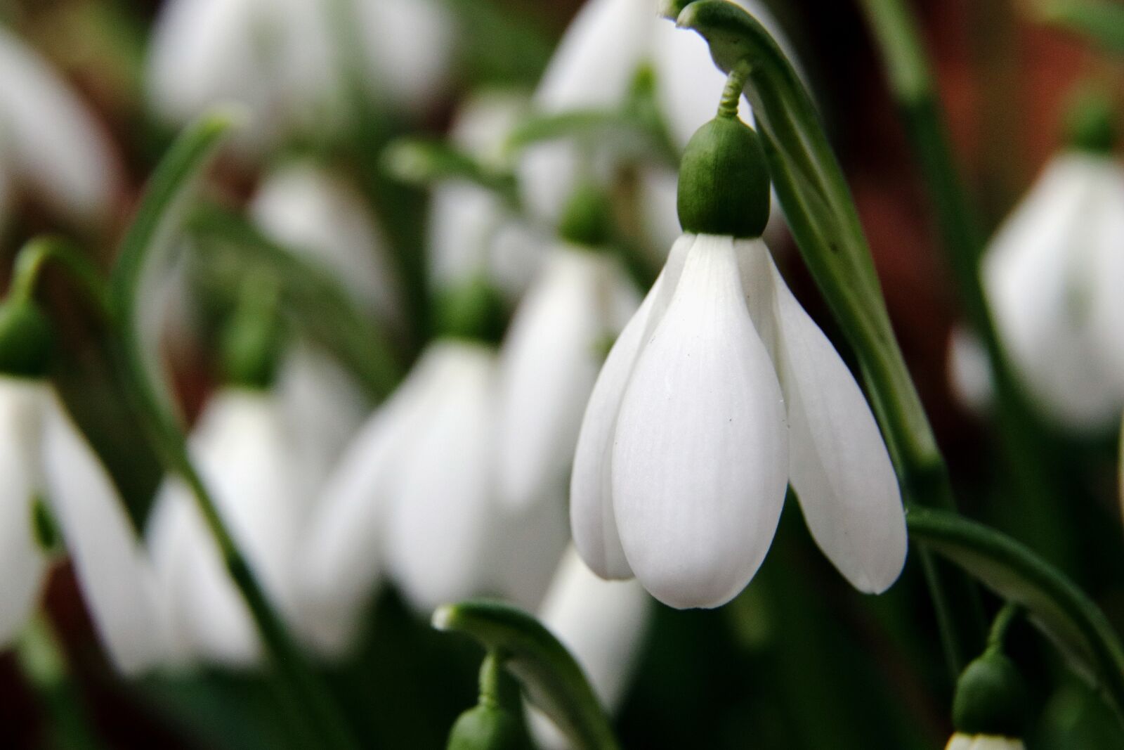 Canon EOS 80D sample photo. Snowdrop, flowers, spring photography
