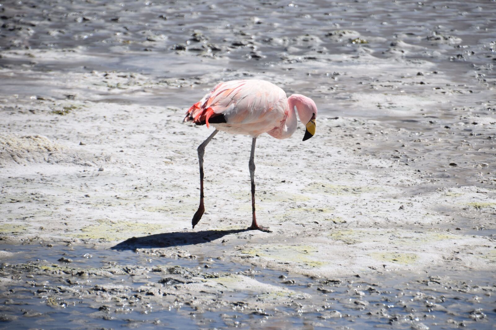 Nikon D5300 sample photo. Flamingo, bolivia, pink photography