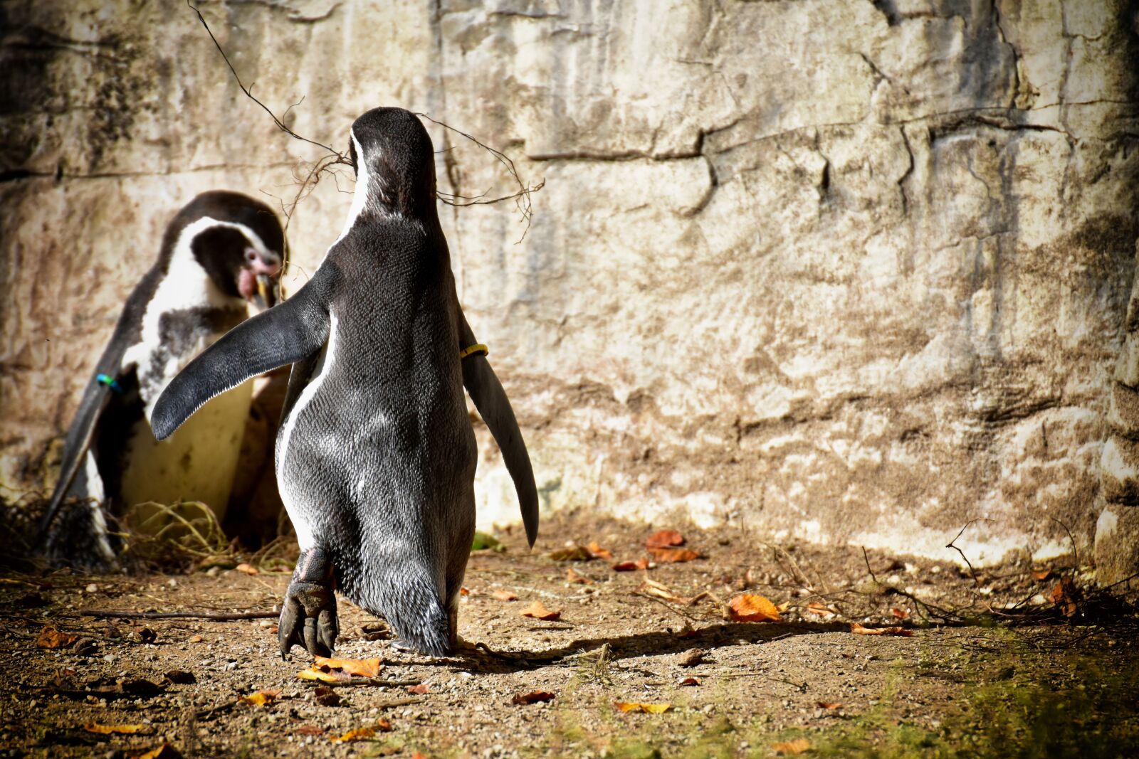 Nikon D7200 sample photo. Penguins, build a nest photography