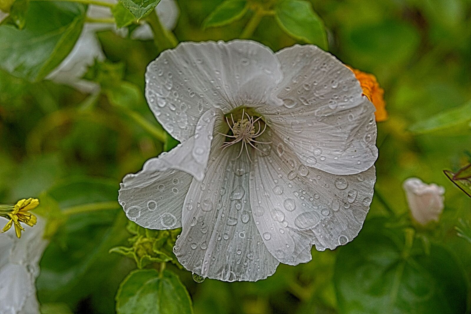 Sony a6000 sample photo. Botanique, fleur, flore, gouttes photography