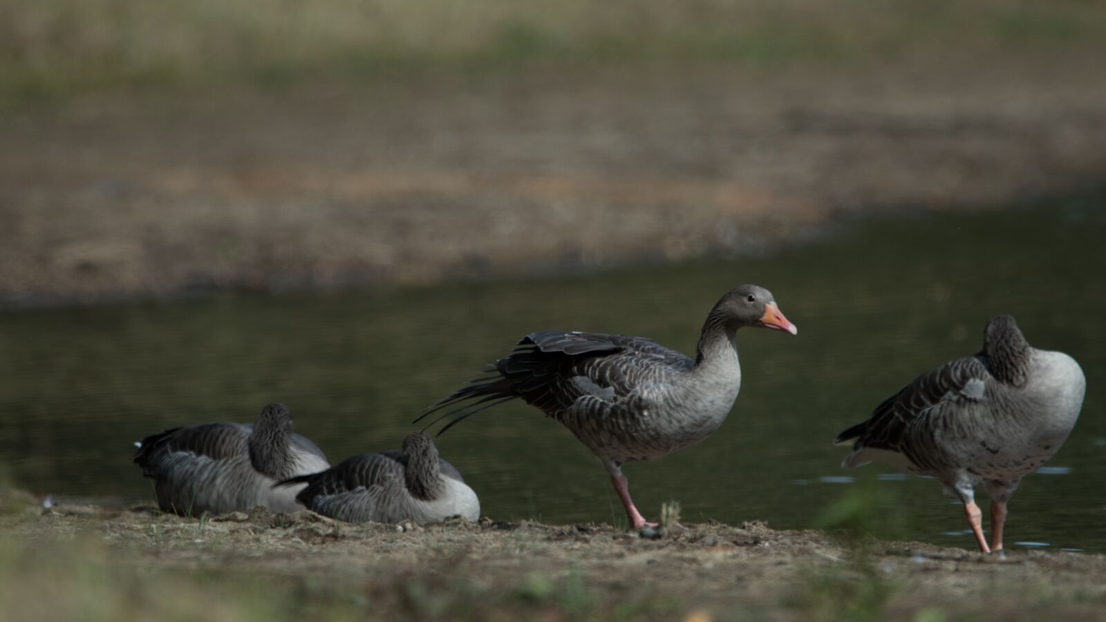 150-600mm F5-6.3 DG OS HSM | Contemporary 015 sample photo. Lake, geese, nature photography