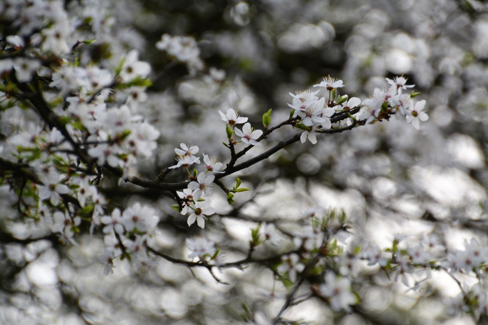Nikon D5200 sample photo. Tree, season, flower photography