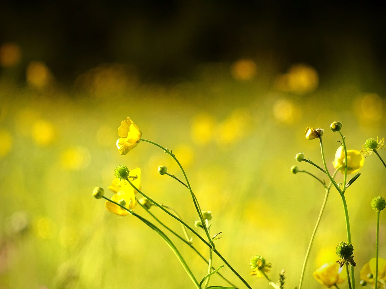 Sony DSC-HX60V sample photo. Flower, floral, yellow photography