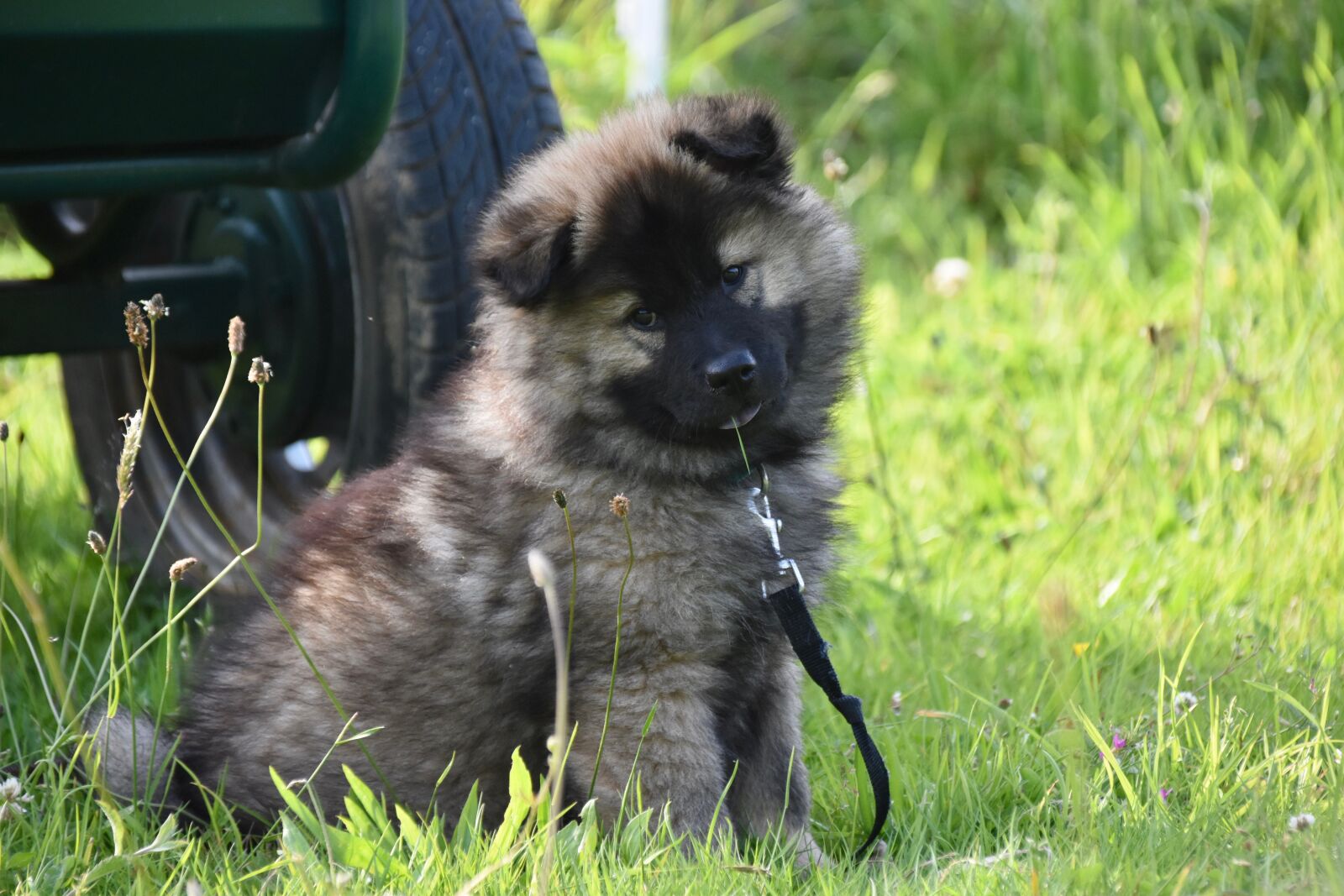 Nikon D5600 sample photo. Dog, pup, puppy photography