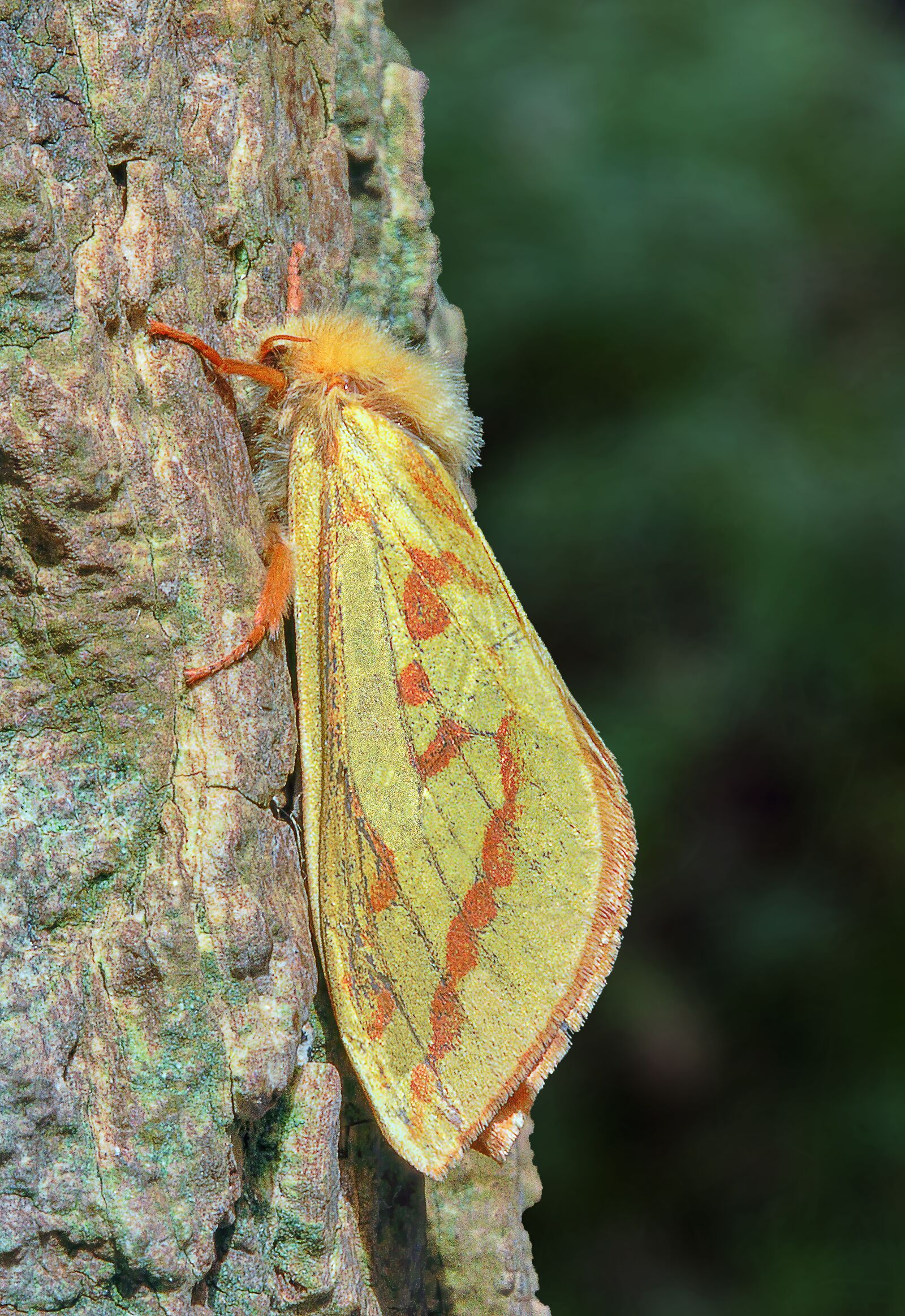 Canon EOS 400D (EOS Digital Rebel XTi / EOS Kiss Digital X) sample photo. Ghost-moth, orange, yellow photography