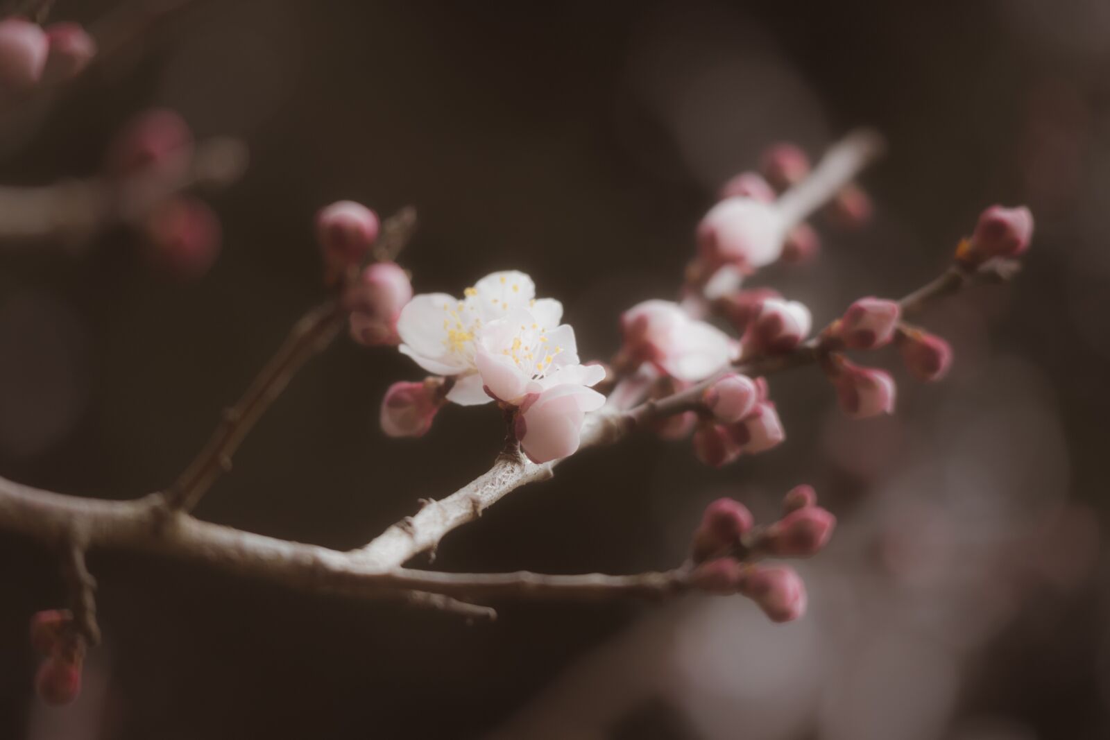 Canon EOS M10 + Canon EF-M 55-200mm F4.5-6.3 IS STM sample photo. Plum, winter, spring photography