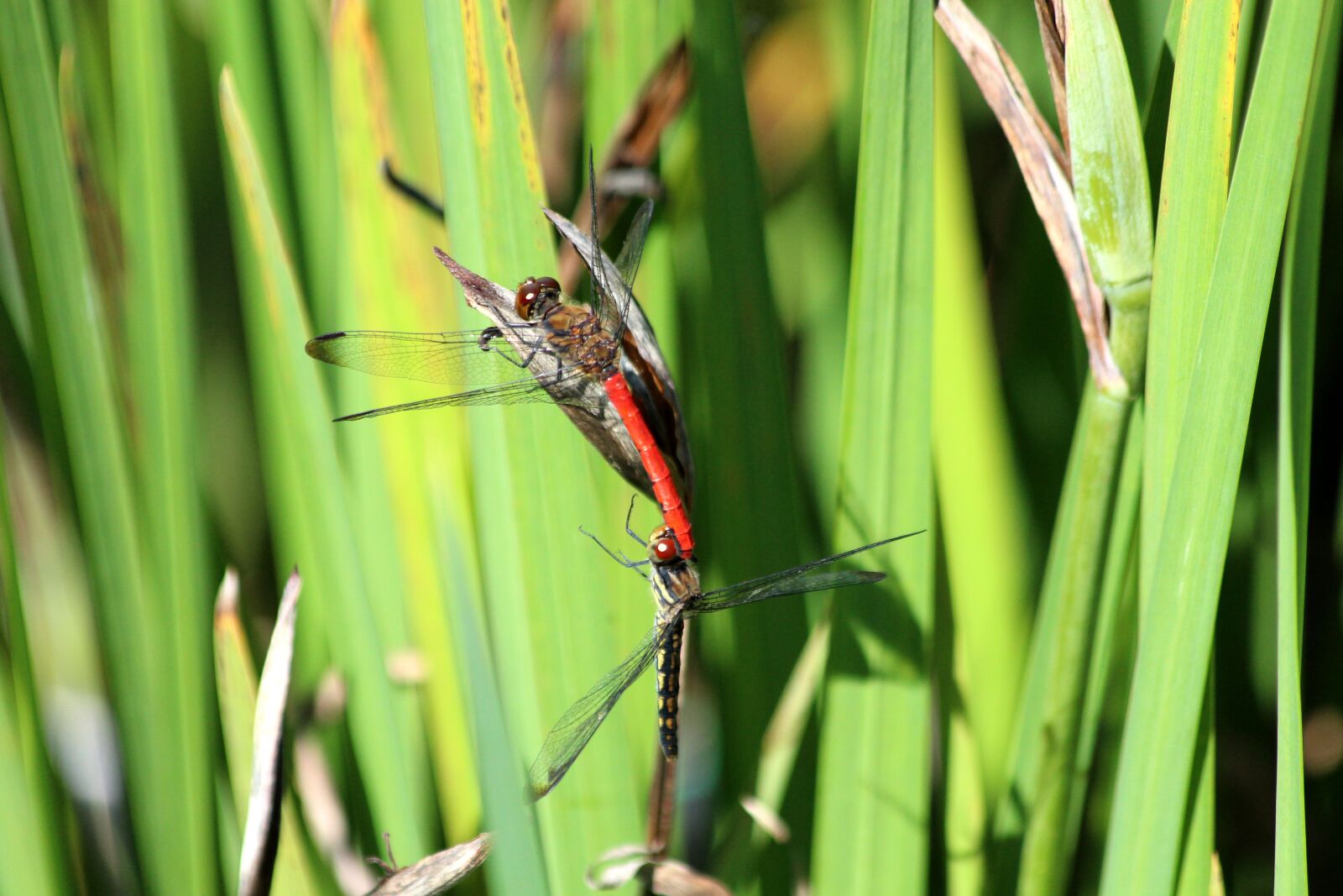 Canon EOS 650D (EOS Rebel T4i / EOS Kiss X6i) sample photo. Dragonfly, red dragonfly, insect photography