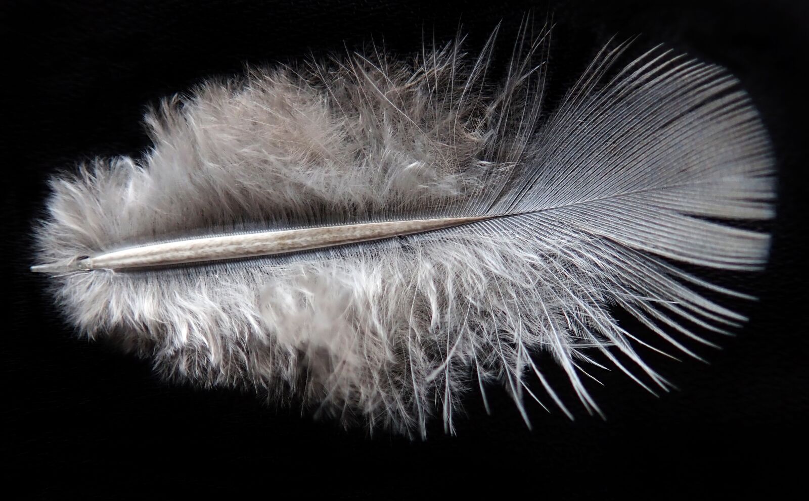 Olympus TG-5 sample photo. Feather, bird, plumage photography