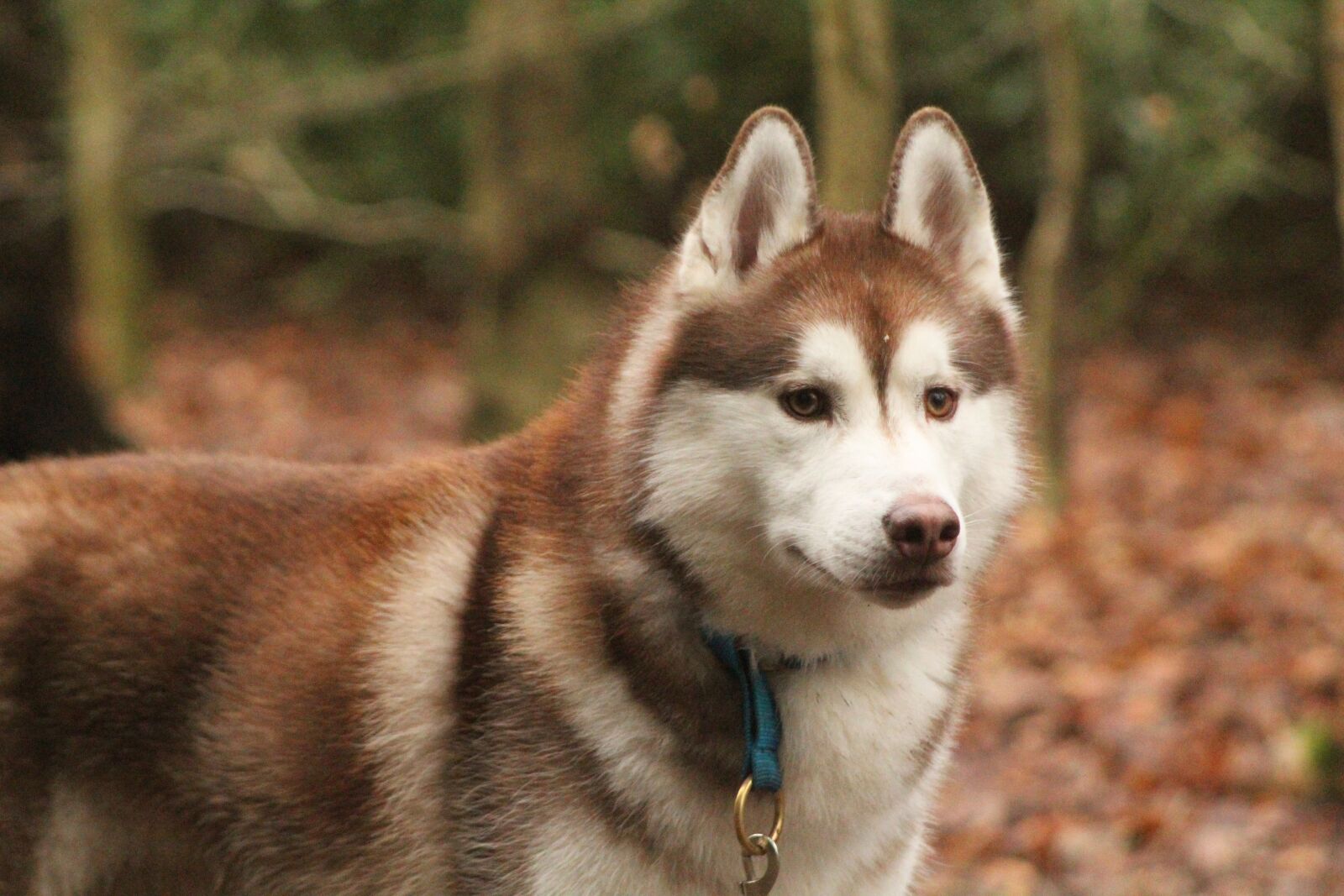 Canon EOS 4000D (EOS Rebel T100 / EOS 3000D) sample photo. Siberian husky, husky, dog photography