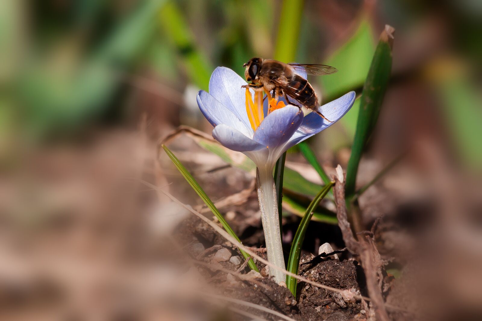 Canon EOS 50D + Canon EF 70-300mm F4-5.6 IS USM sample photo. Crocus, hoverfly, spring photography