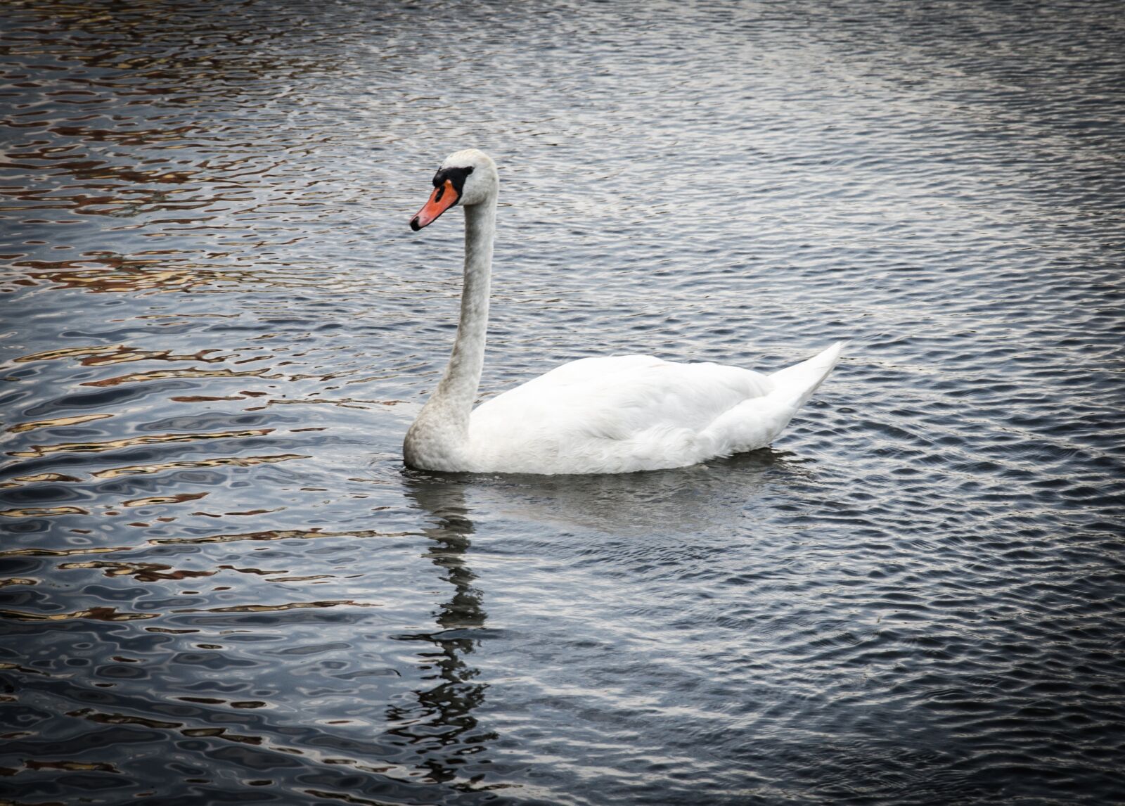 Nikon D5100 sample photo. Swan, bird, water photography