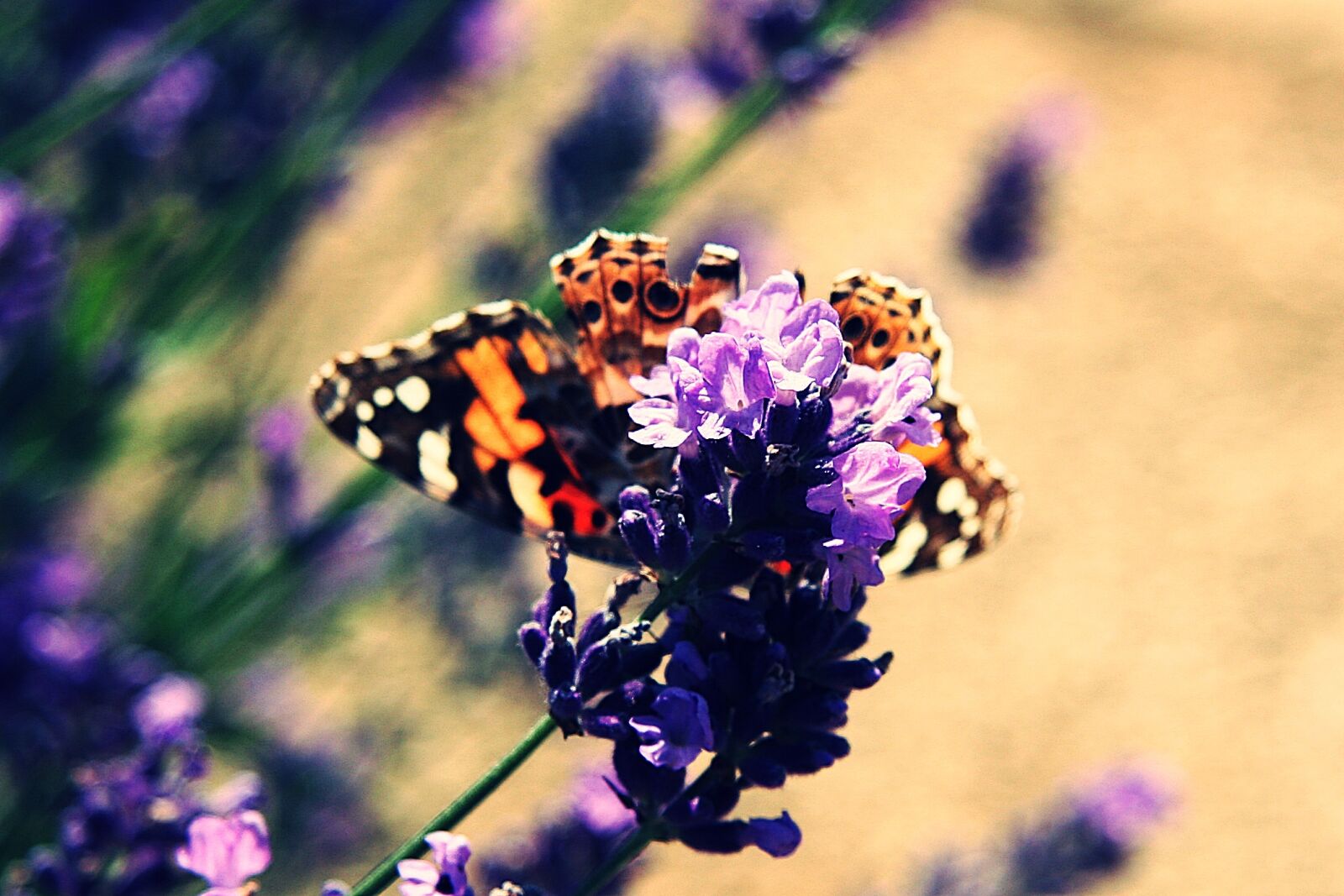 Canon EOS 20D sample photo. Vanessa cardui, edelfalter, butterfly photography