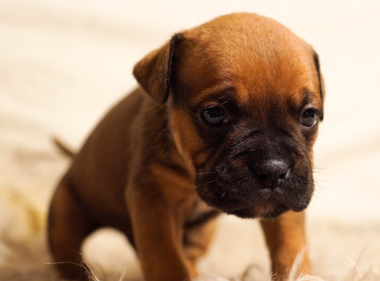 Sony SLT-A58 + Sony DT 35mm F1.8 SAM sample photo. Animal, dog, pet, bulldog photography