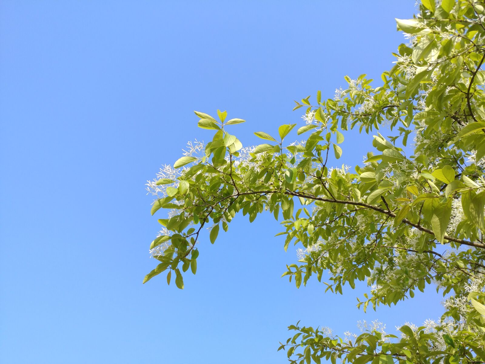 LG V20 sample photo. Sky, branches, landscape photography