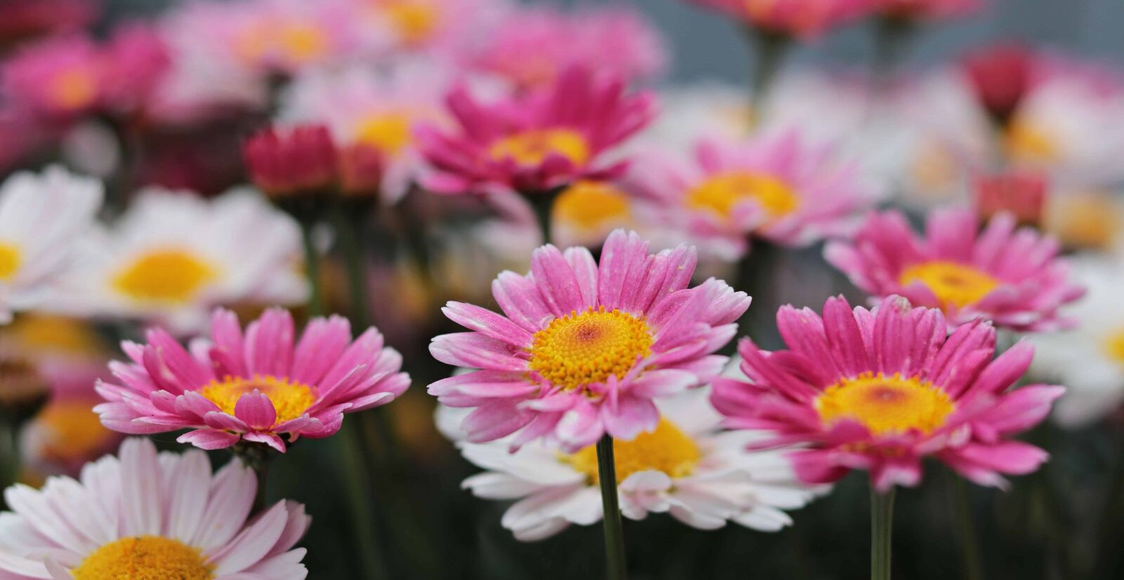 Canon EOS 80D sample photo. Garden, flower, summer, petal photography