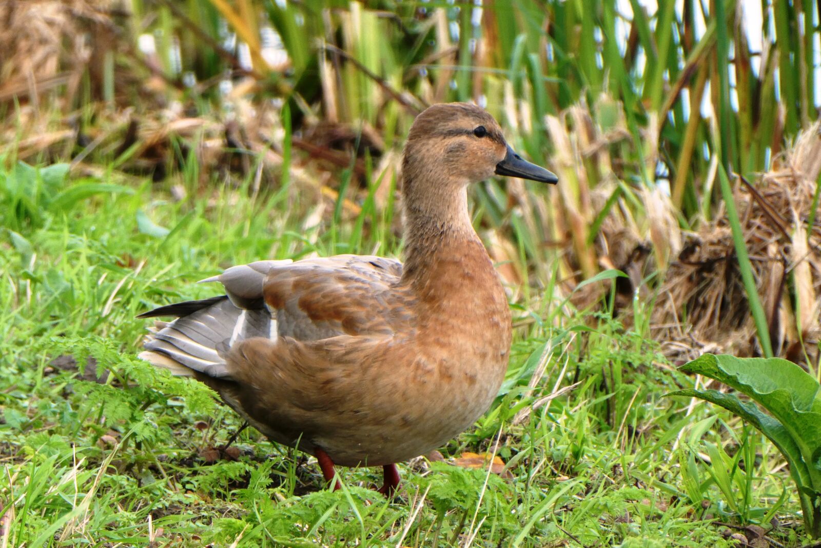 Panasonic Lumix DC-ZS70 (Lumix DC-TZ90) sample photo. Duck, female, nature photography