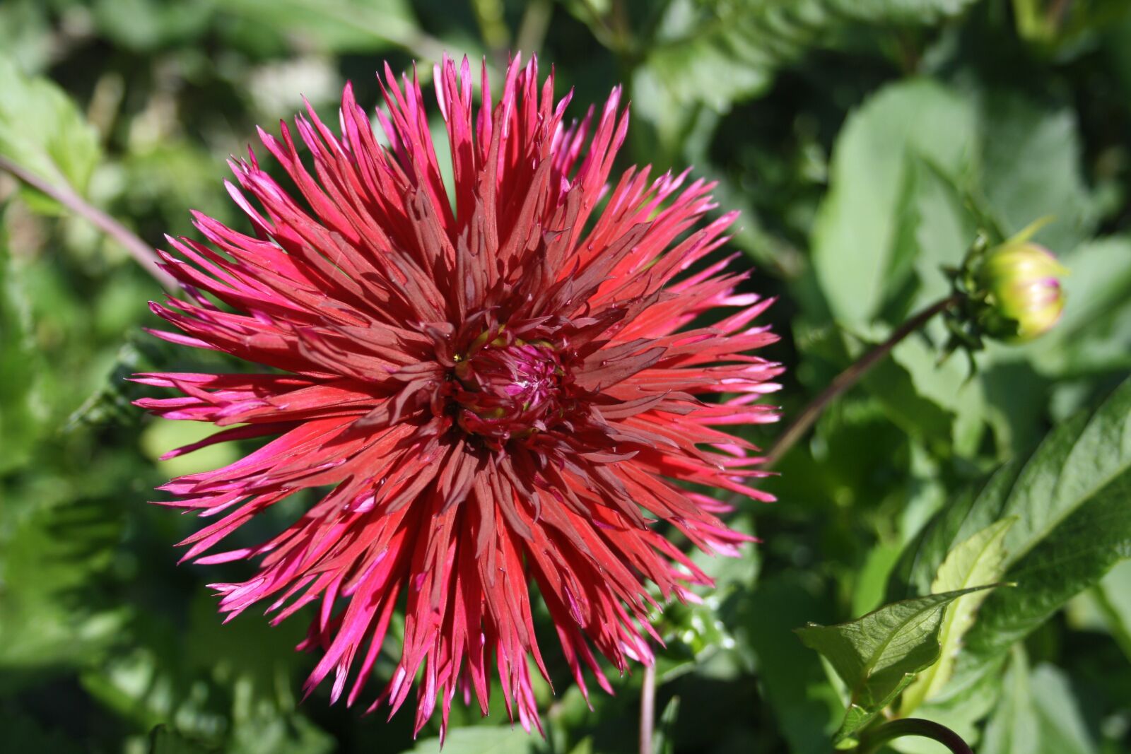 Canon EOS 1000D (EOS Digital Rebel XS / EOS Kiss F) sample photo. Bloom, flower, garden photography