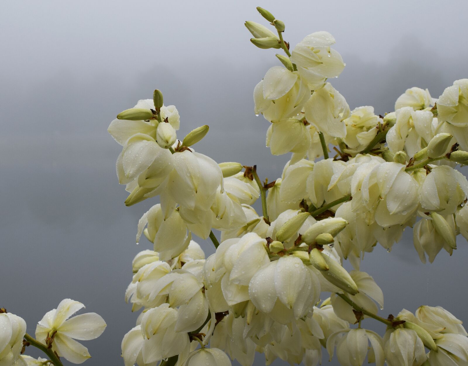 Nikon D3300 sample photo. Rain-wet yucca flowers, morning photography