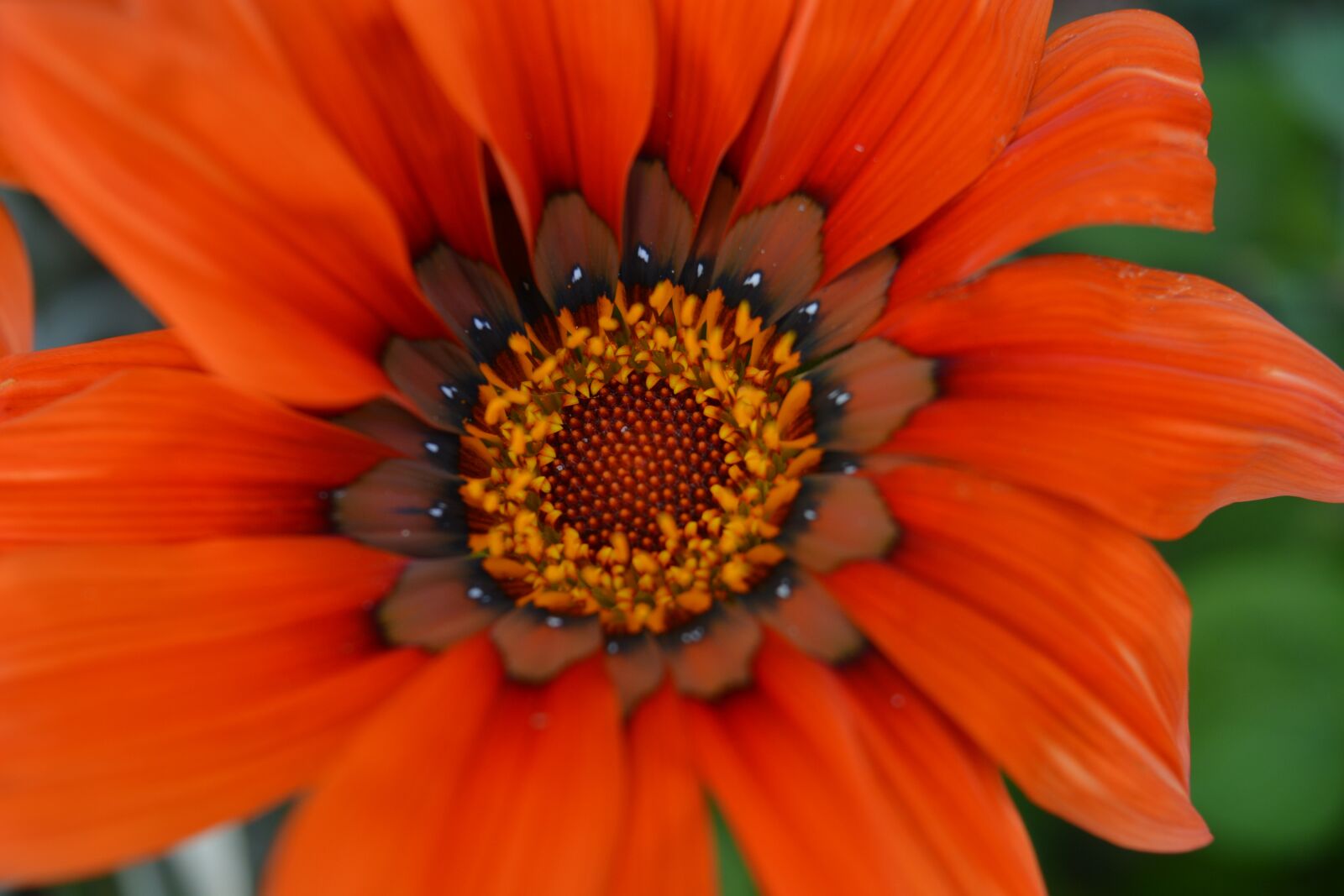 Nikon D5200 sample photo. Orange, spring, garden photography