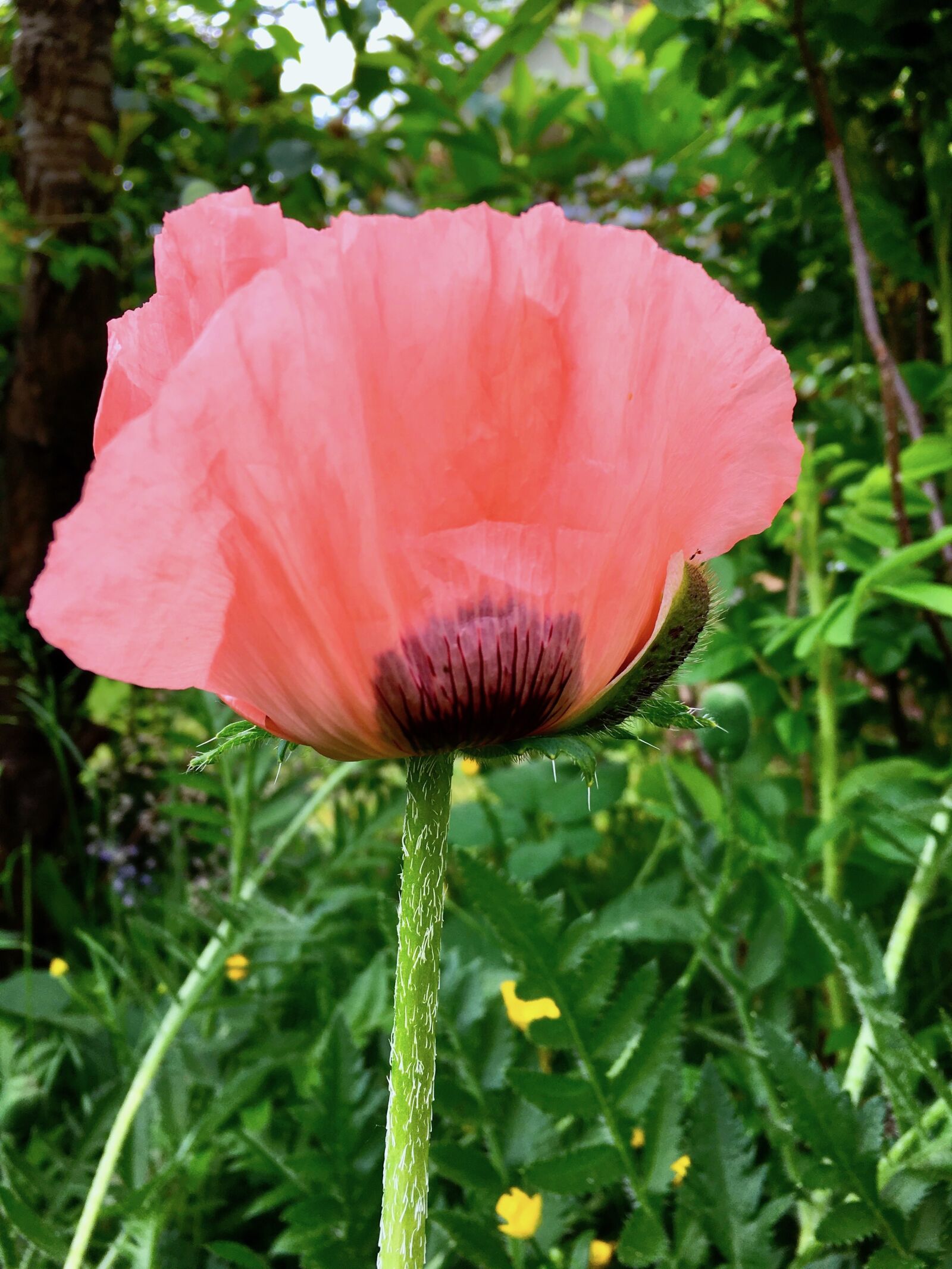 Apple iPhone 6s sample photo. Plant, pink, red photography