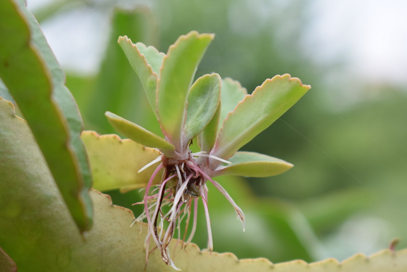 Nikon D3300 sample photo. Plant, roots, growth photography