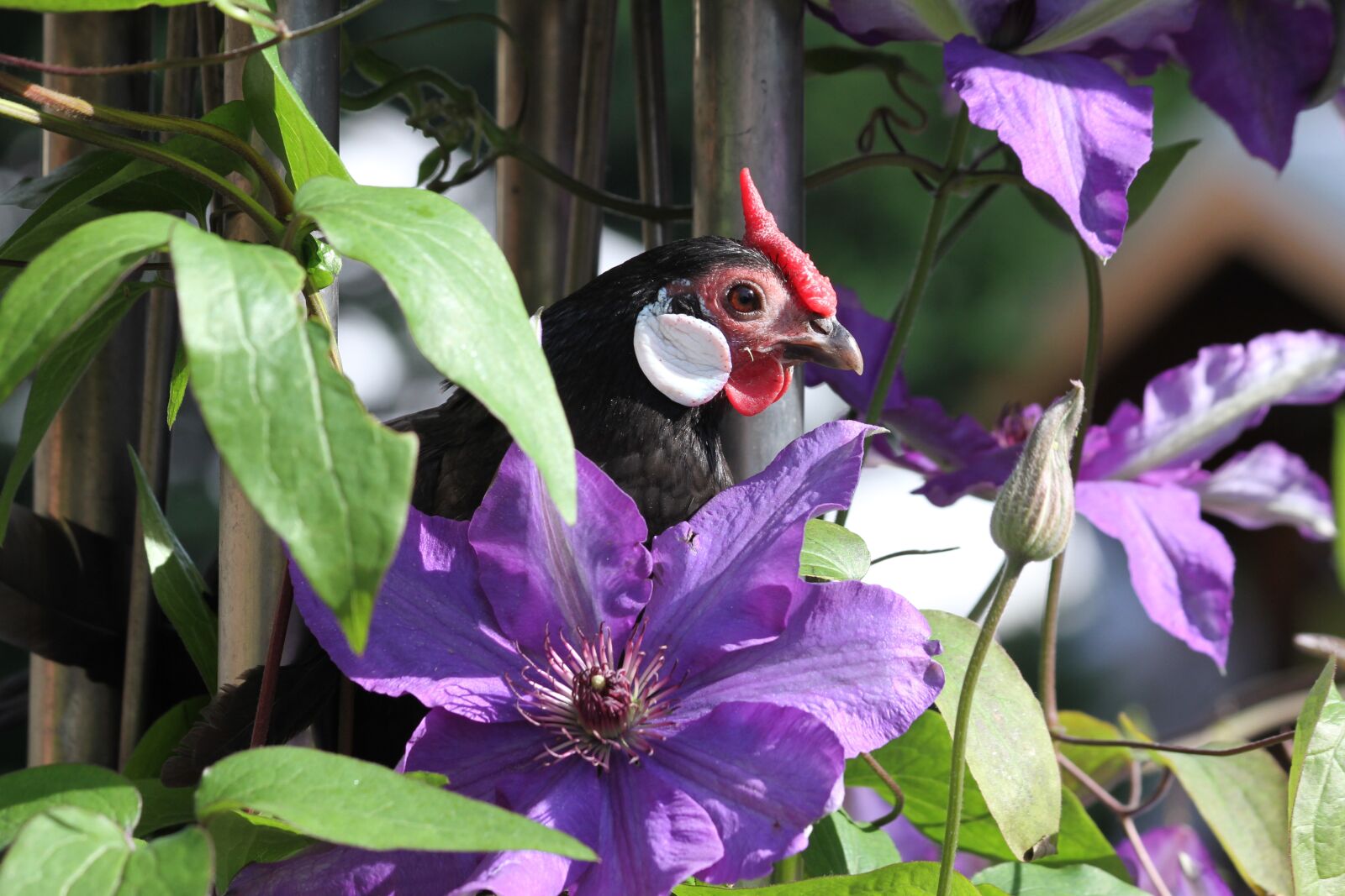 Canon EOS 7D sample photo. Chicken, hen, poultry photography