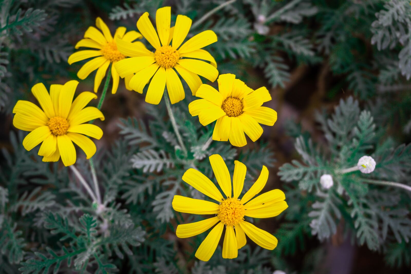 Sony a6000 sample photo. Yellow flowers, botanical garden photography