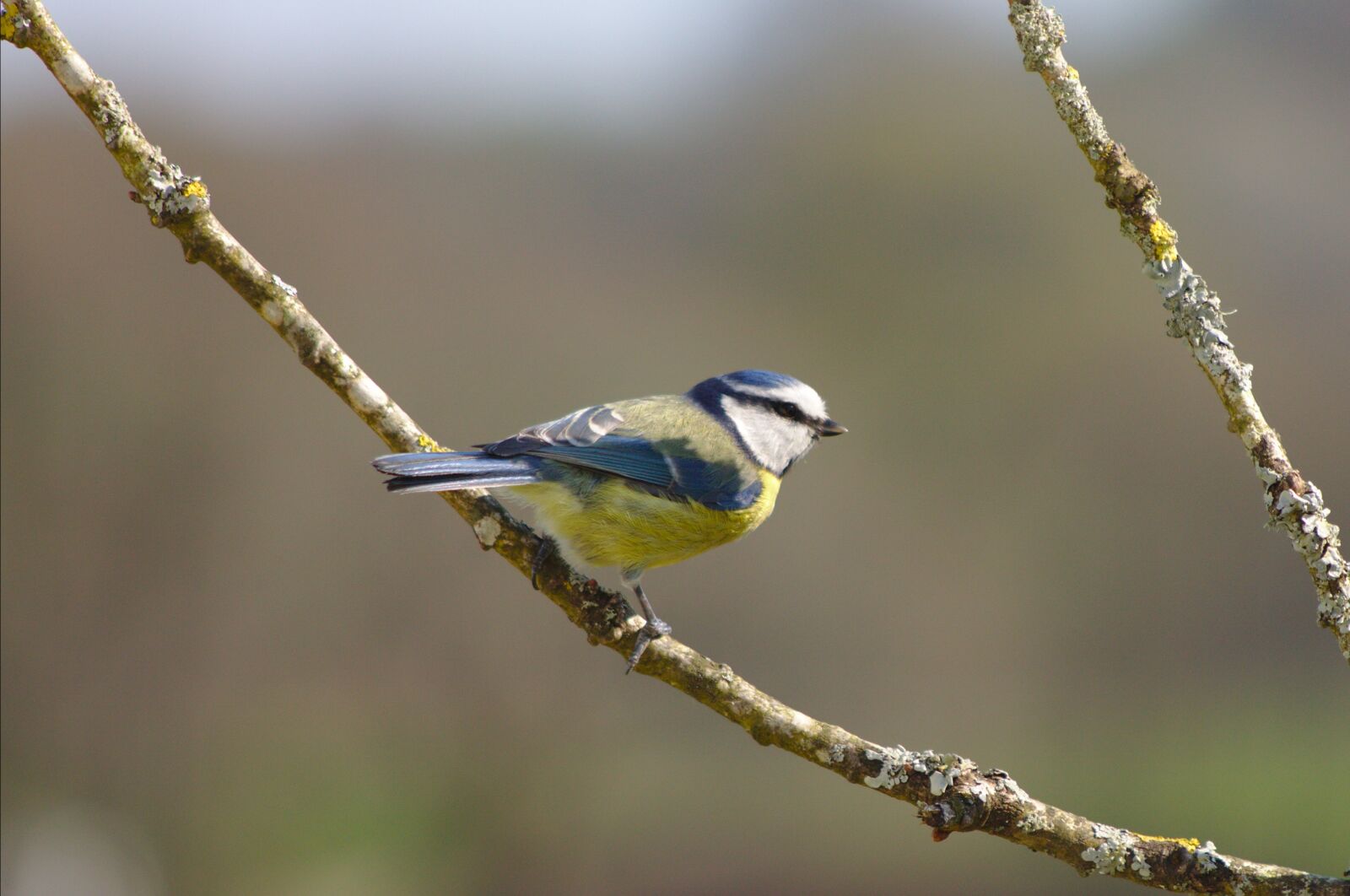 Canon EOS 50D sample photo. Blue tit, cyanistes caeruleus photography