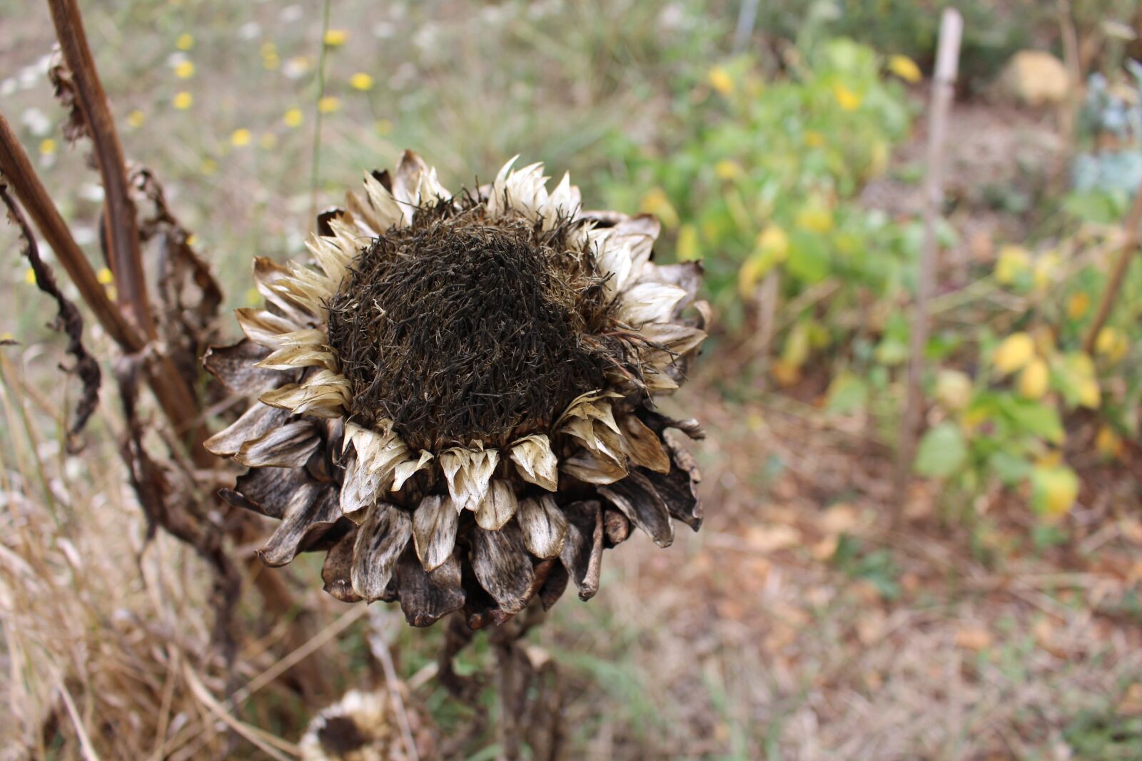 Canon EOS 700D (EOS Rebel T5i / EOS Kiss X7i) sample photo. Flower, dried, artichoke photography