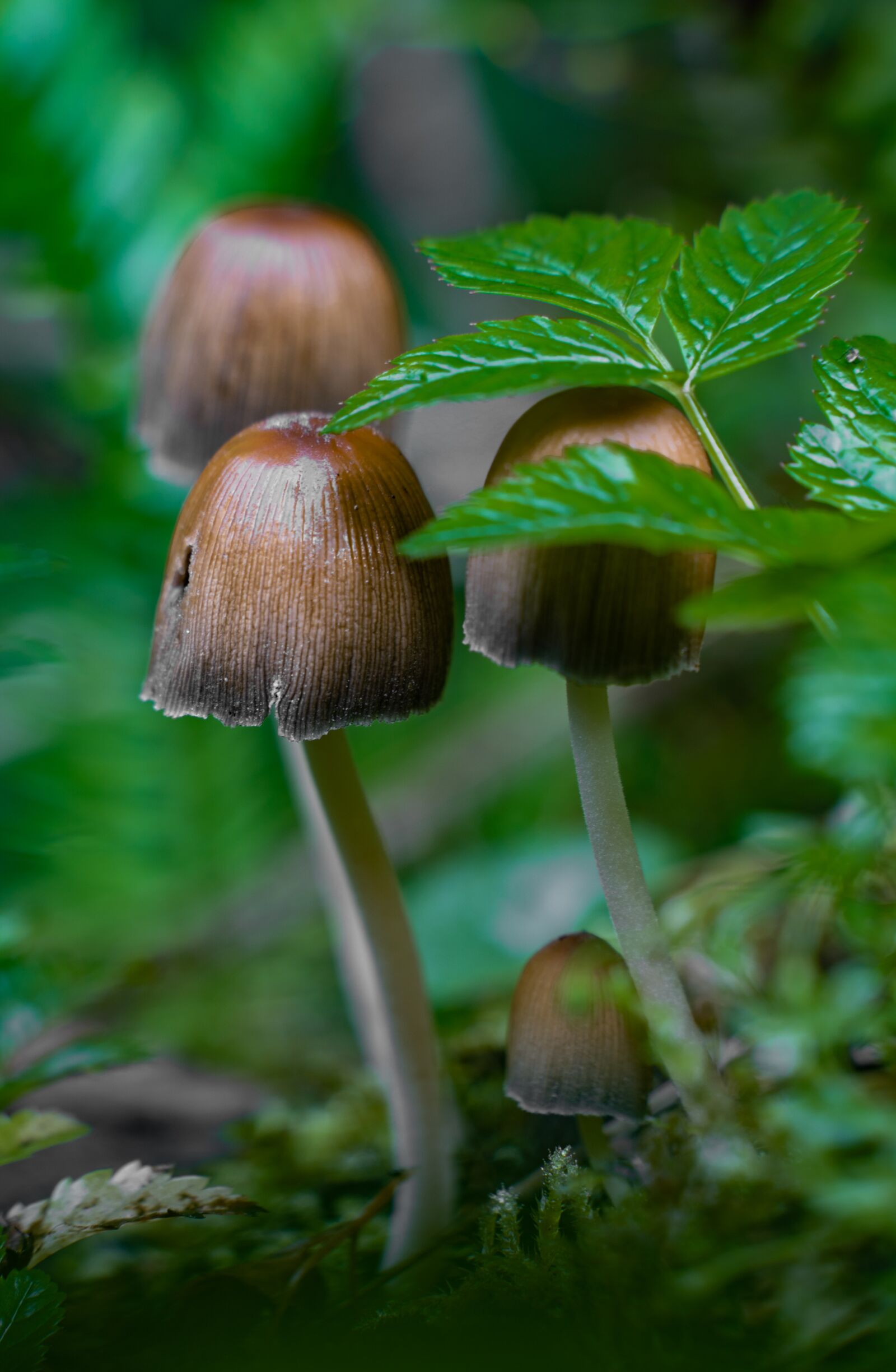 Tamron 28-75mm F2.8 Di III RXD sample photo. Forest, mushrooms, toadstools photography