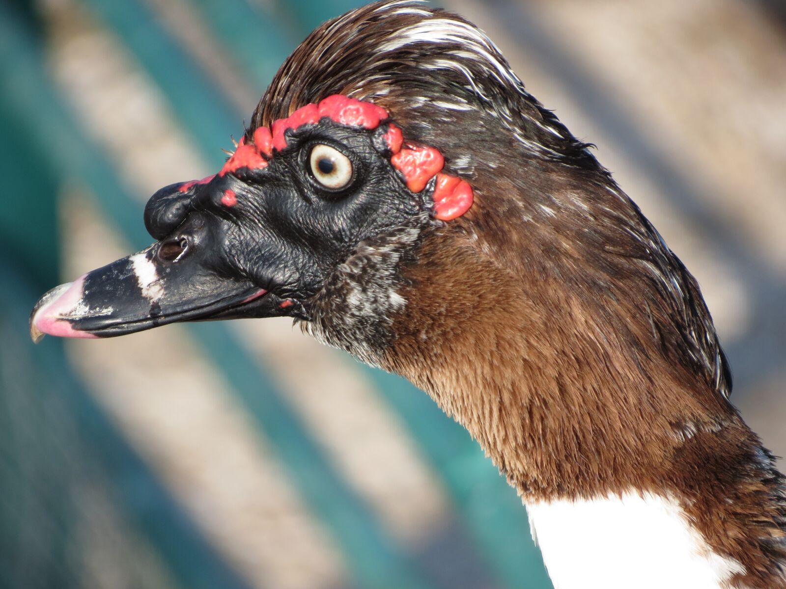 Canon PowerShot SX40 HS sample photo. Goose, bird, park photography