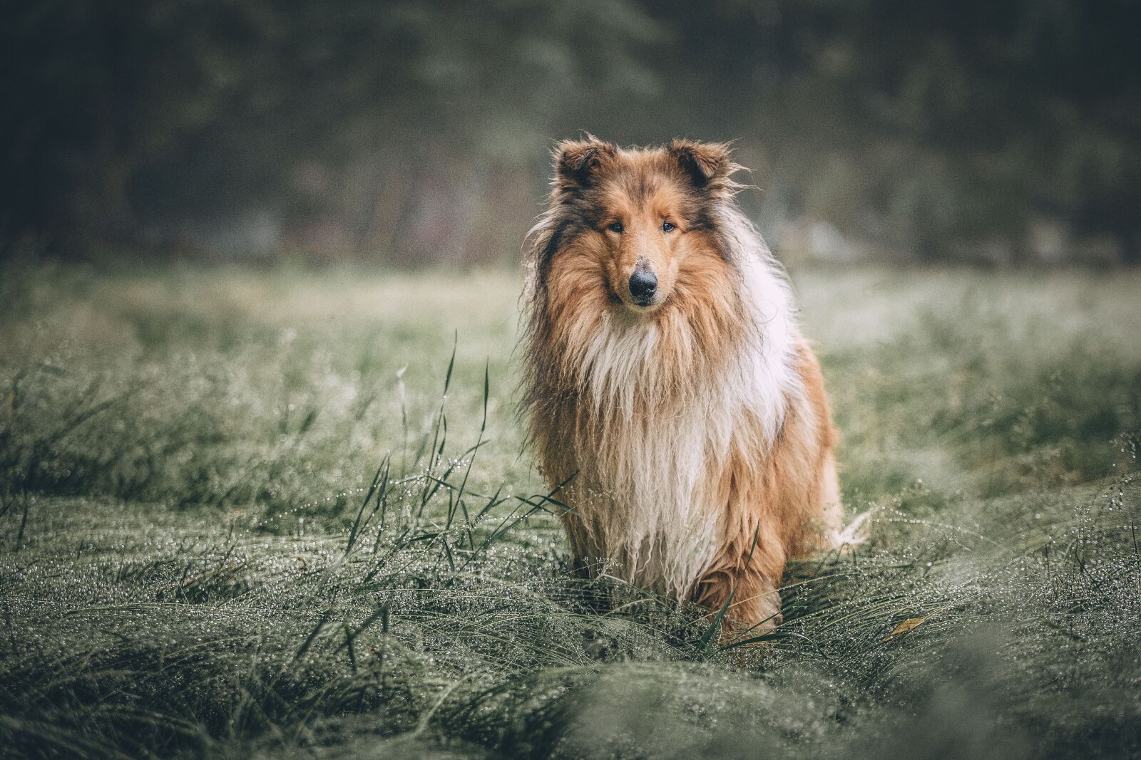 Canon EOS 6D + Canon EF 70-200mm F2.8L USM sample photo. Dog, collie, animals photography