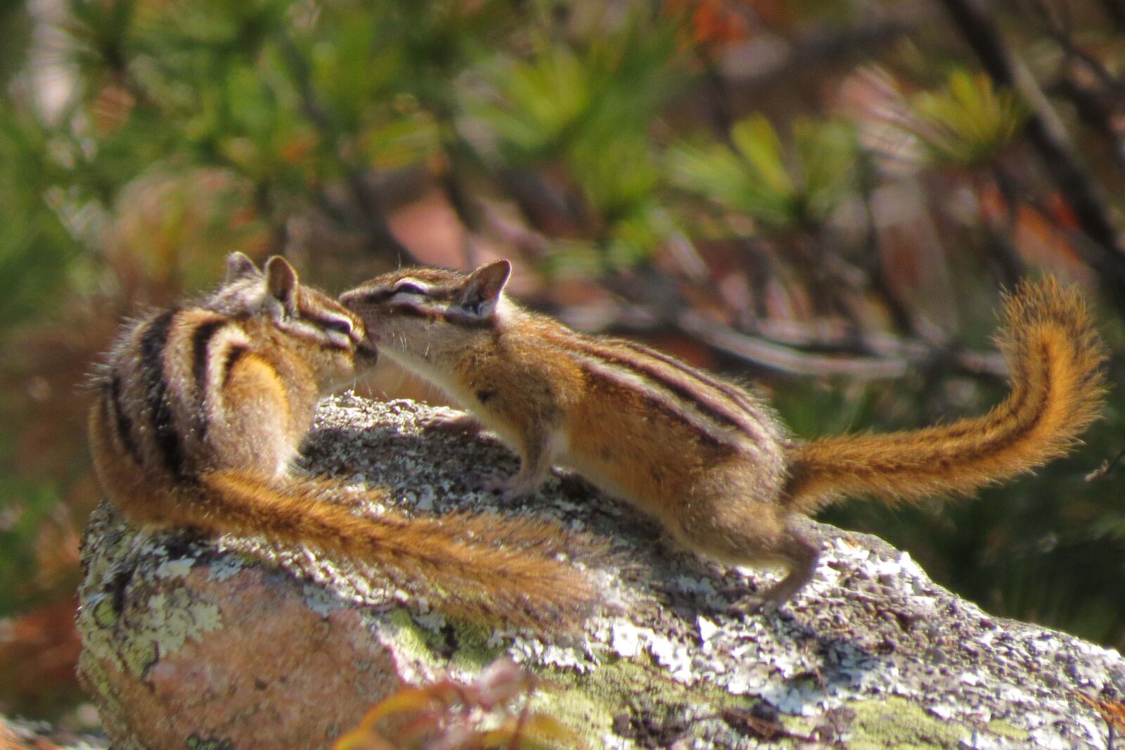 Canon PowerShot SX50 HS sample photo. Chipmunk, kissing, cute photography
